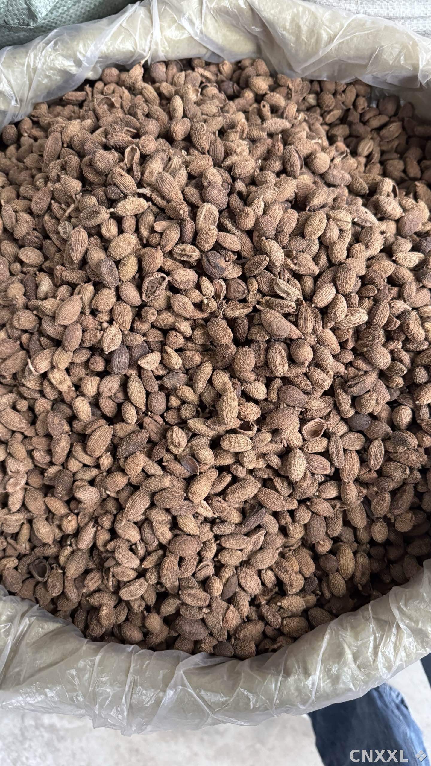 spice_147_16c96a1c_3.jpg