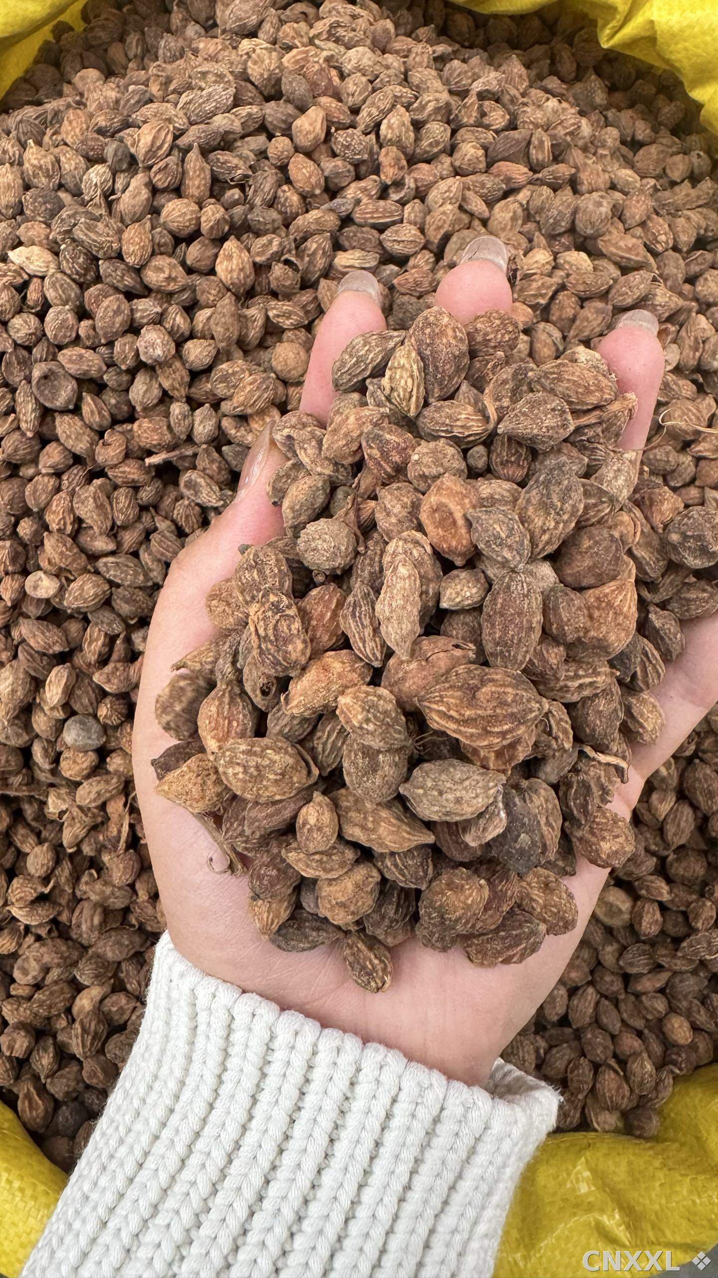spice_1483_37e1bbe3_2.jpg