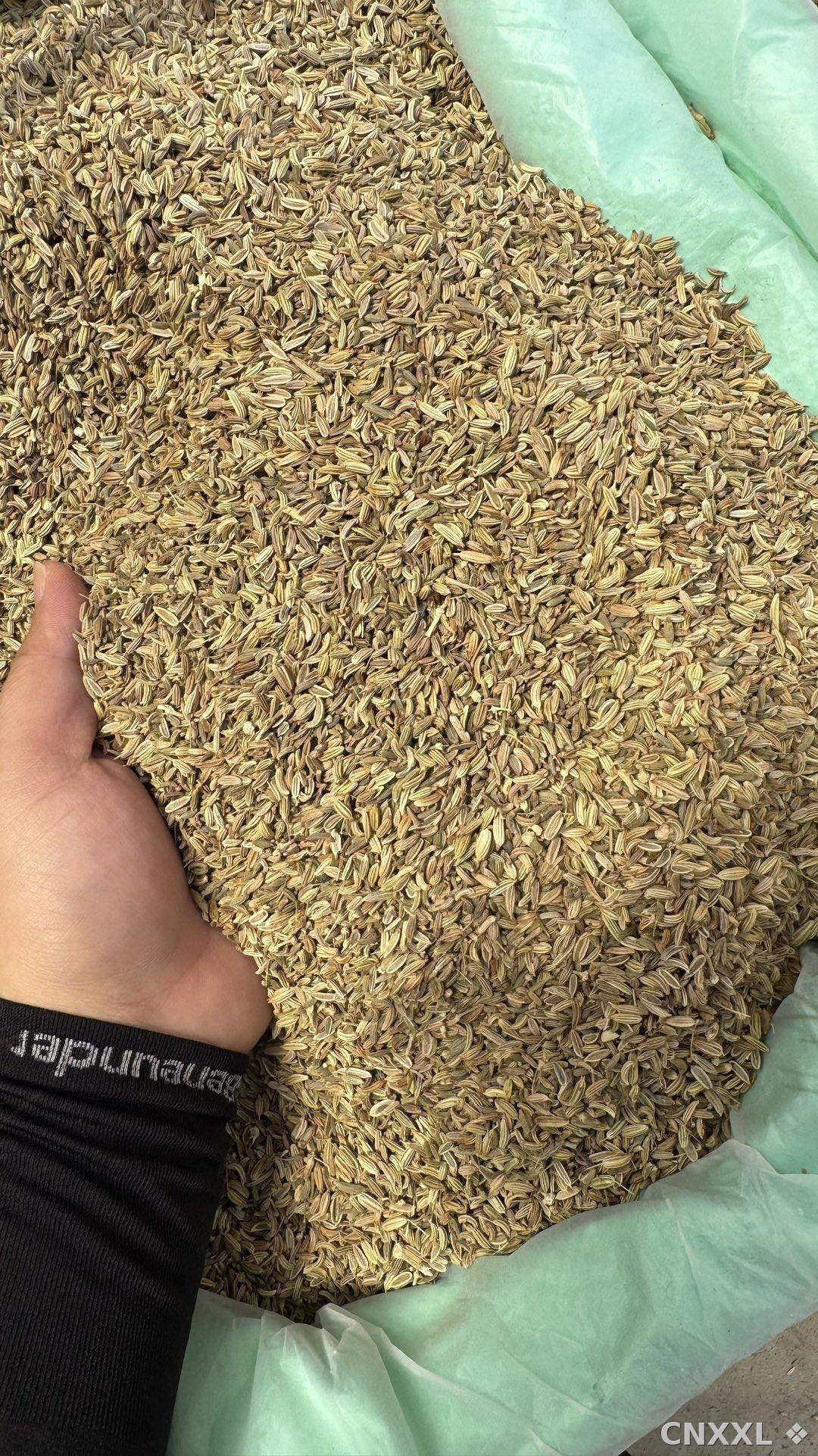 spice_151_bc5ade66_3.jpg