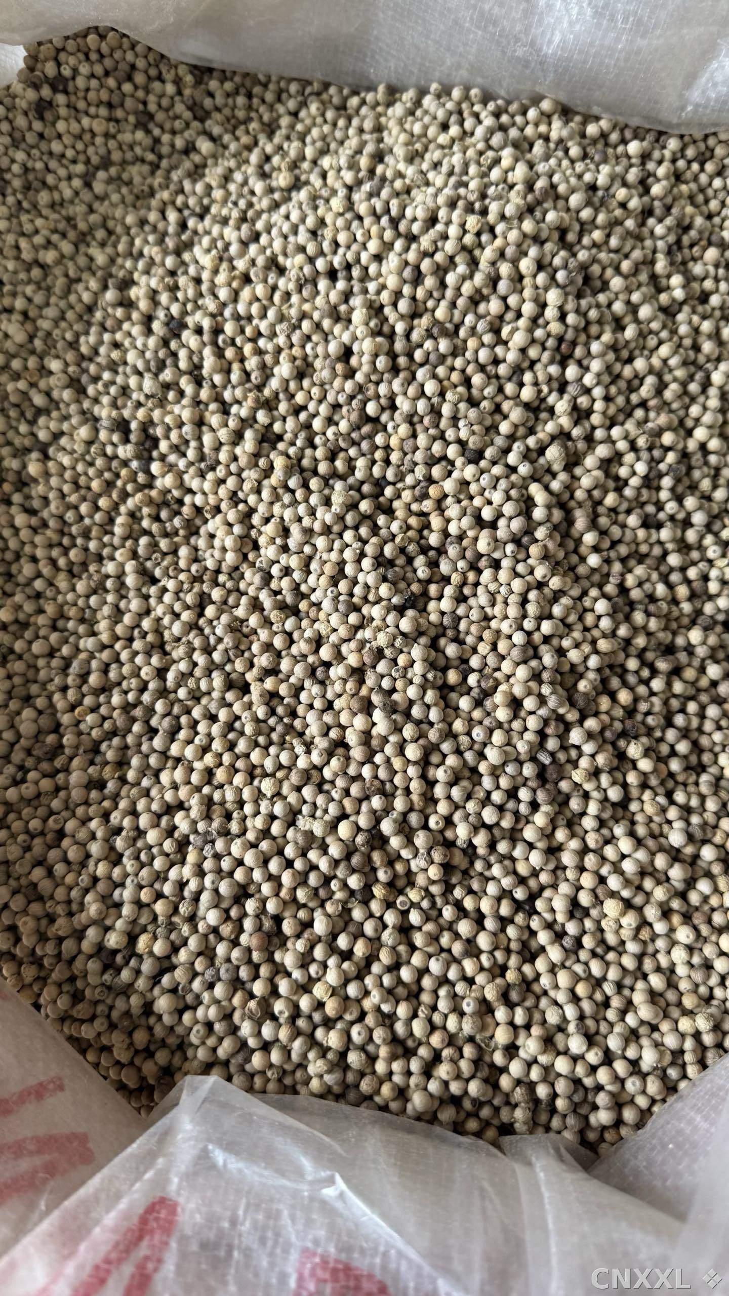spice_154_ed12b5e8_3.jpg