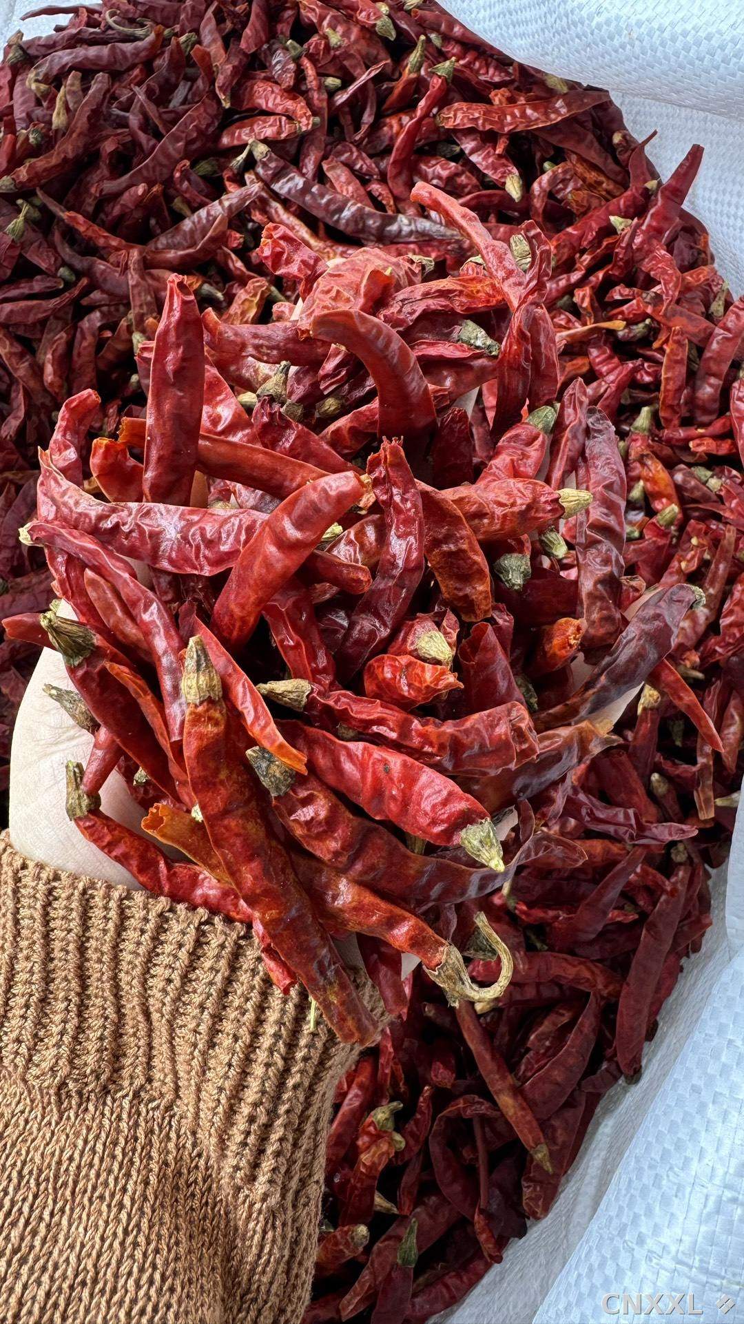spice_171_a10f3330_1.jpg