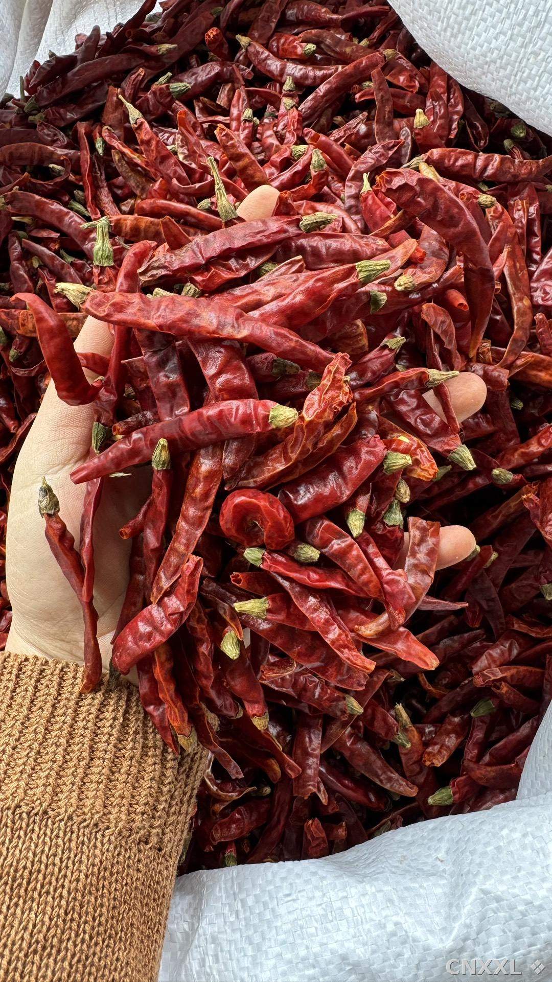 spice_172_ba99dd65_1.jpg