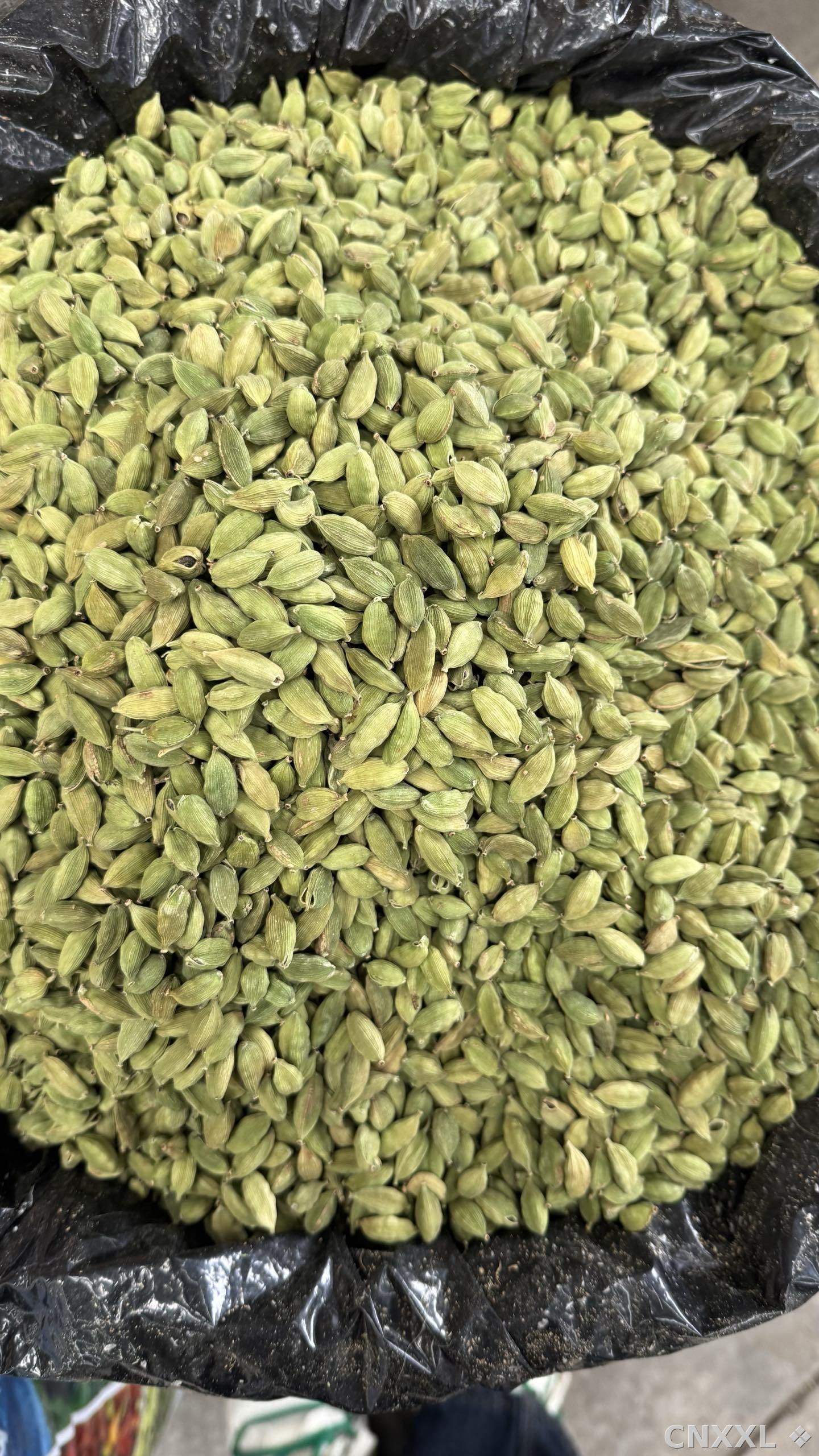 spice_1738_4f530ebb_3.jpg