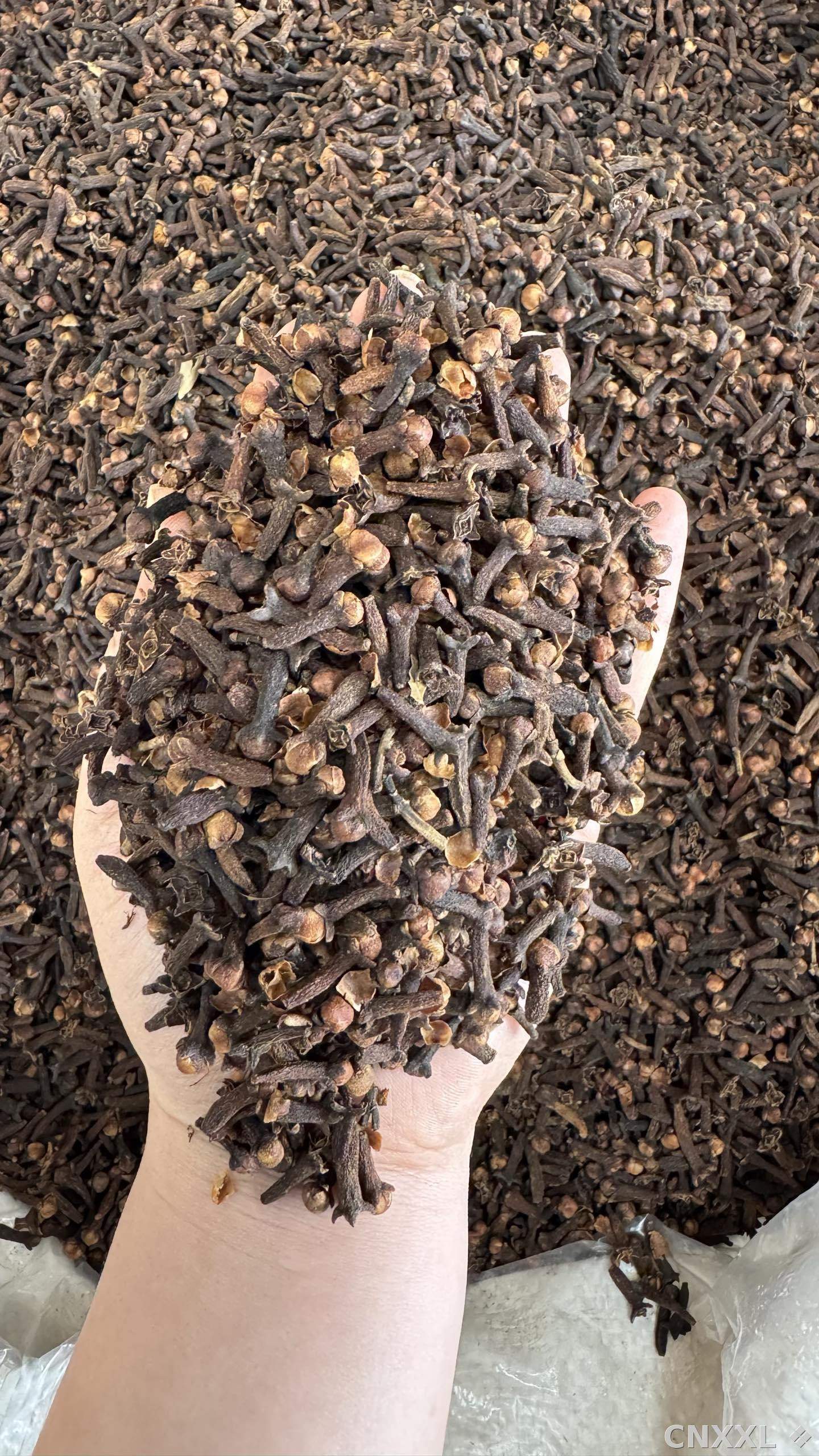 spice_17_98c29c6b_2.jpg