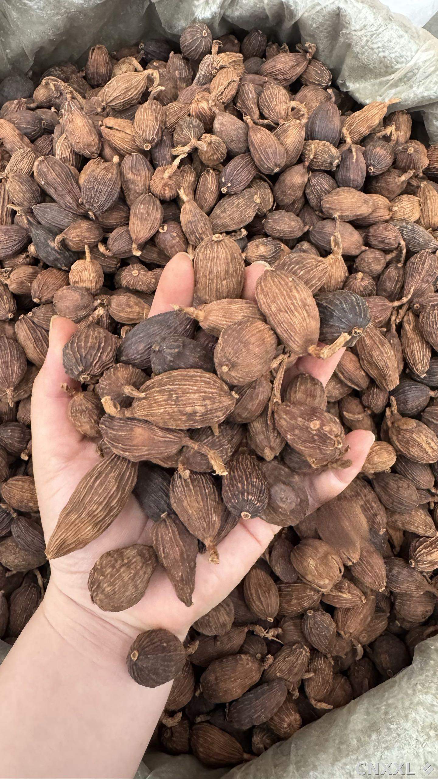 spice_18_d219f69c_2.jpg