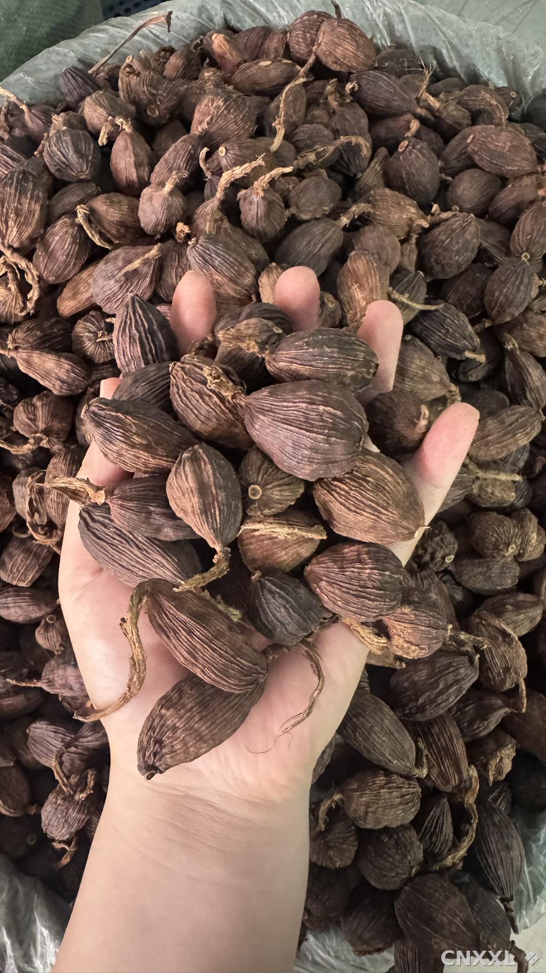 spice_25_03c09e67_2.jpg
