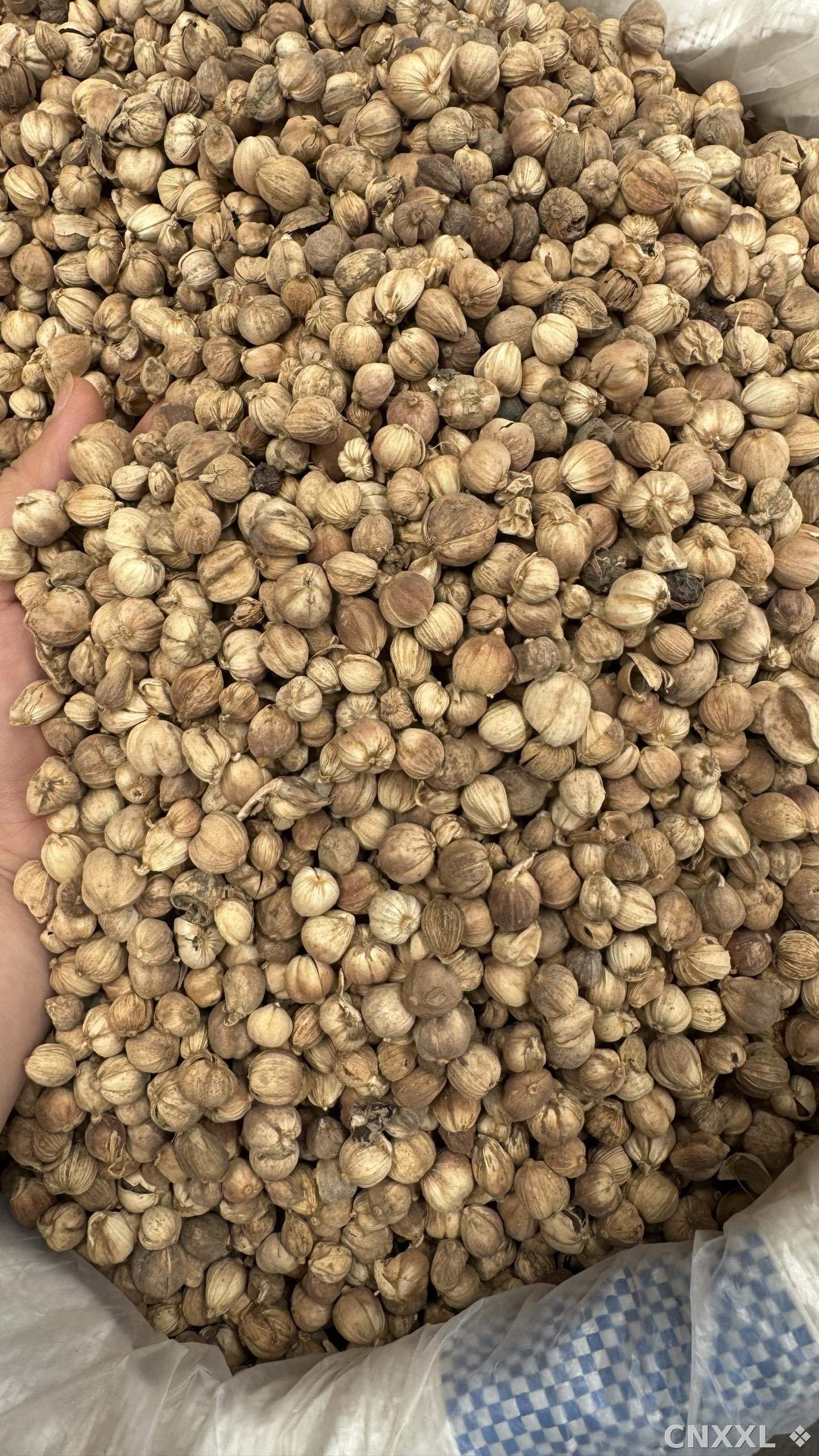 spice_2758_4825e8c4_3.jpg