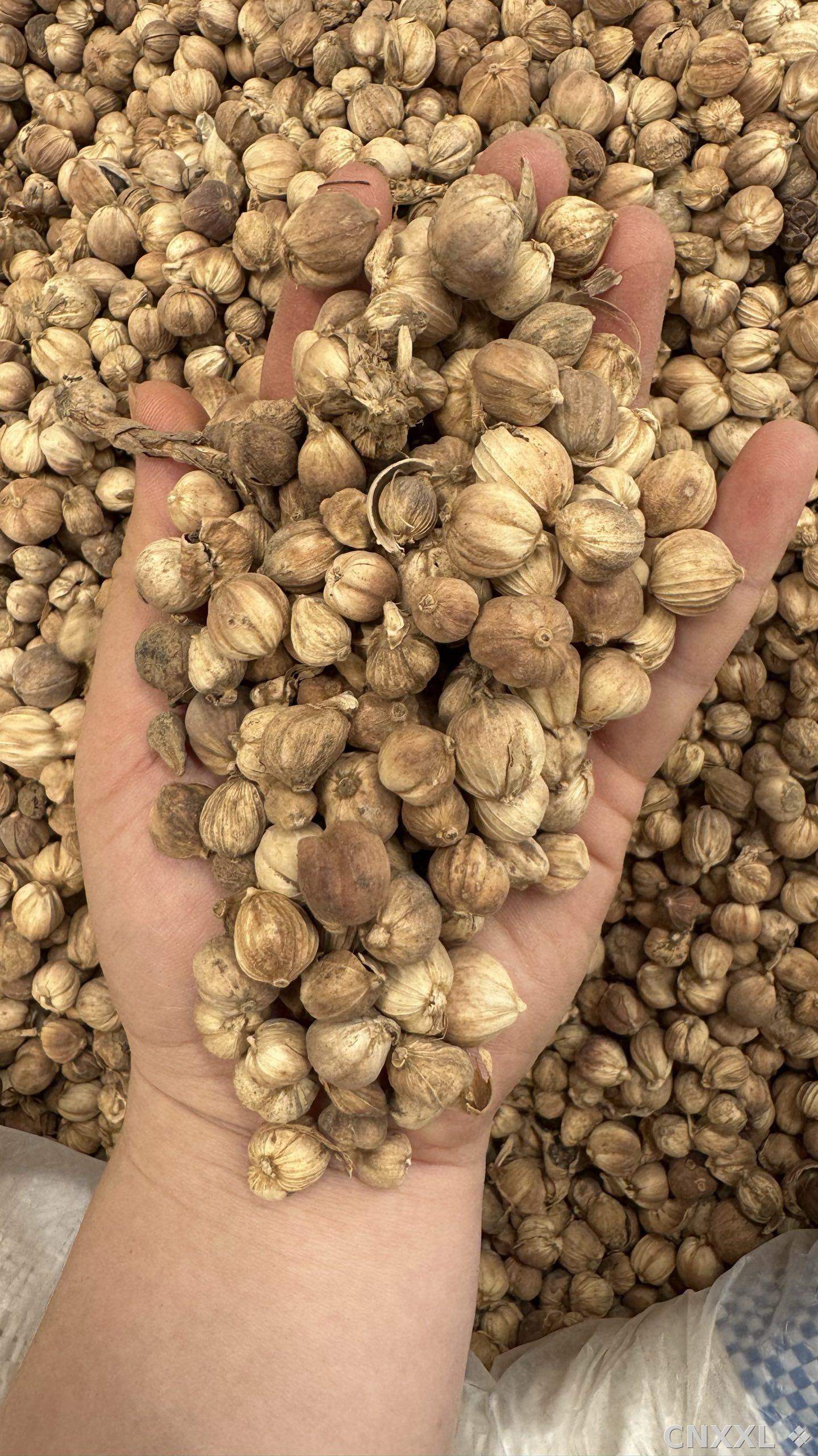 spice_2758_7cbe0450_2.jpg