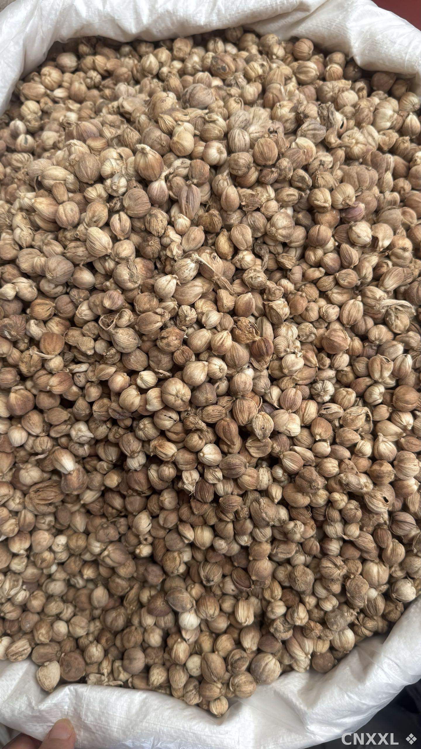 spice_2759_49c53fd4_3.jpg