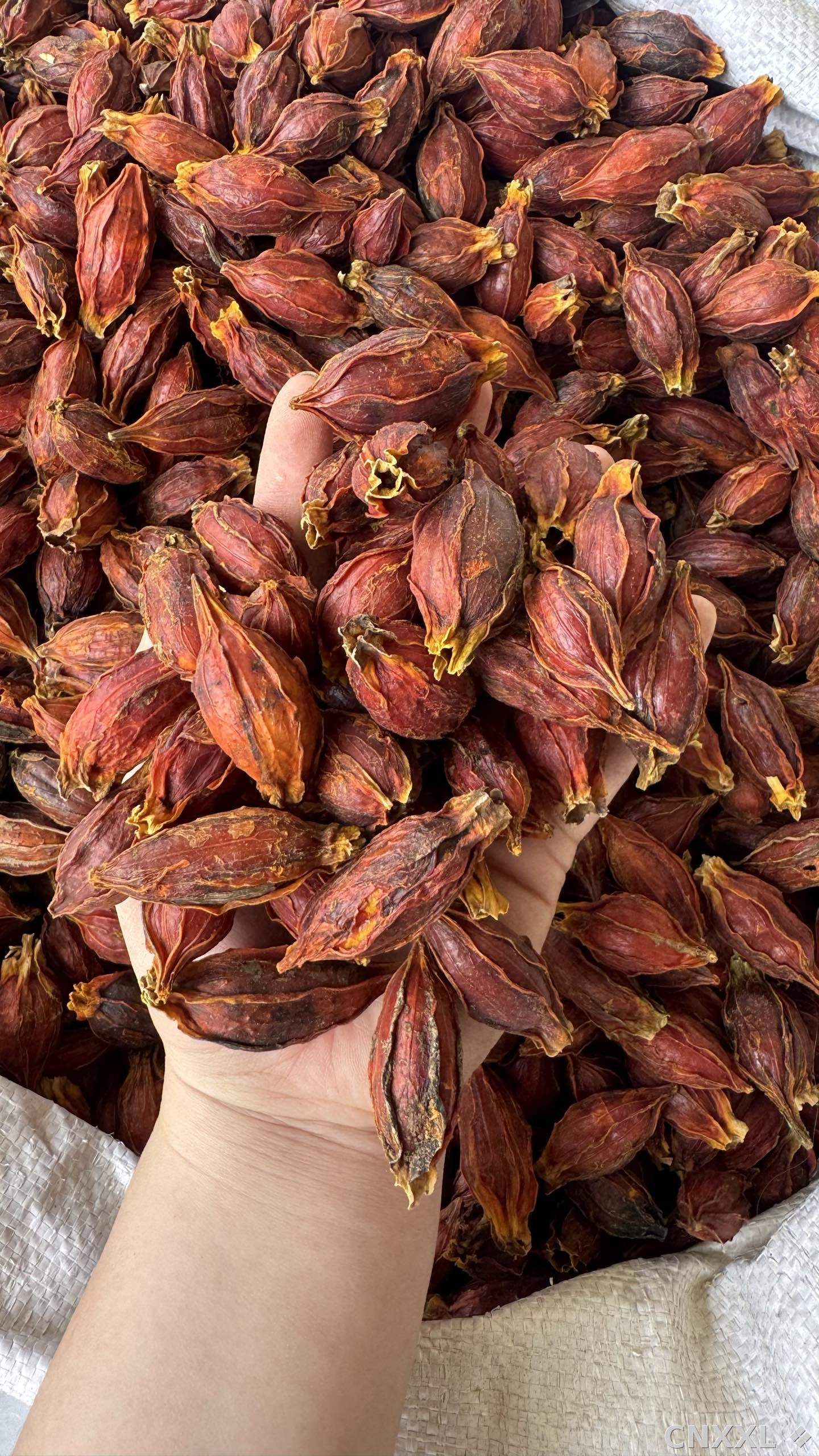 spice_2760_3d243437_1.jpg