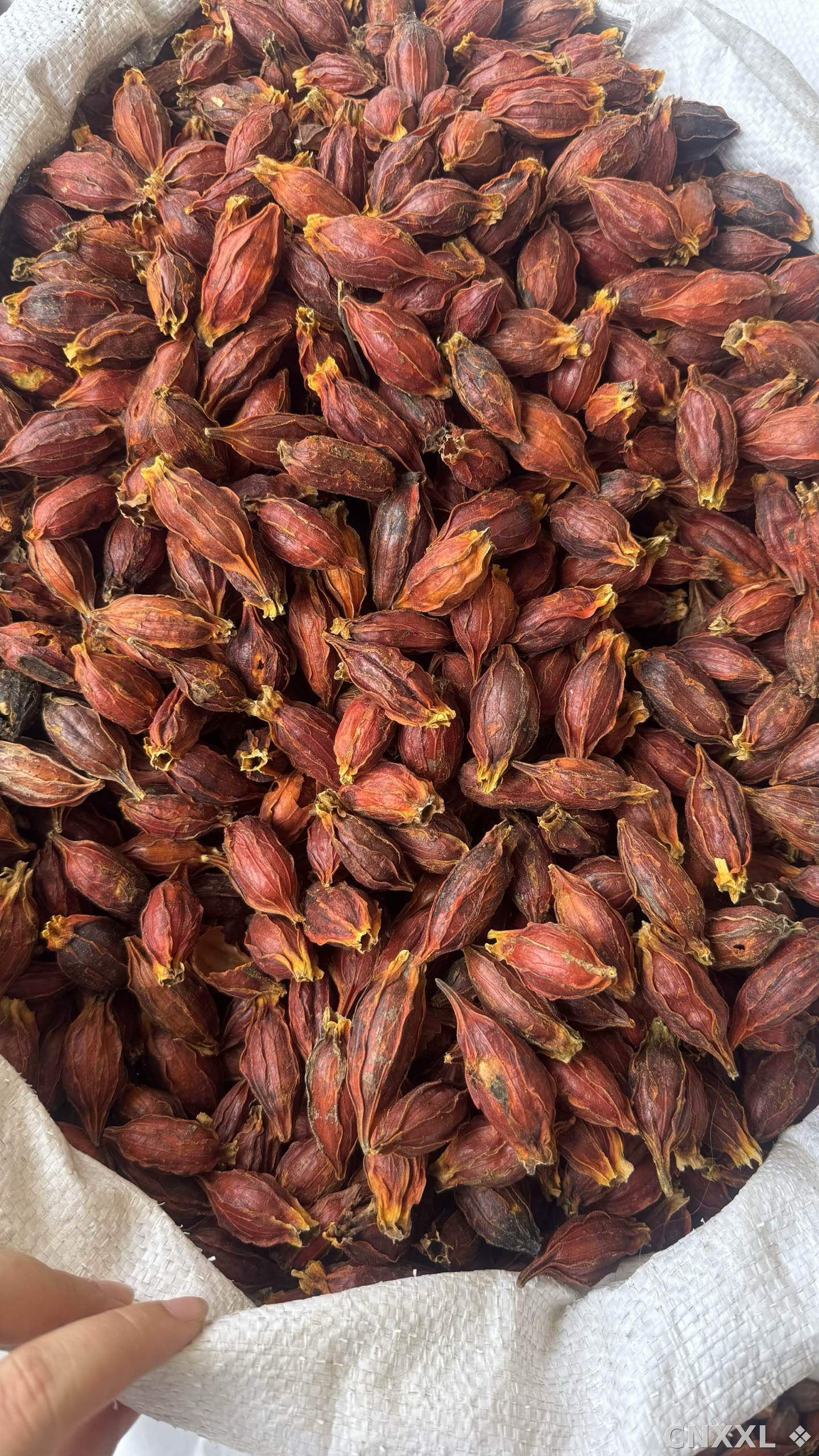 spice_2760_4e9d24c0_3.jpg