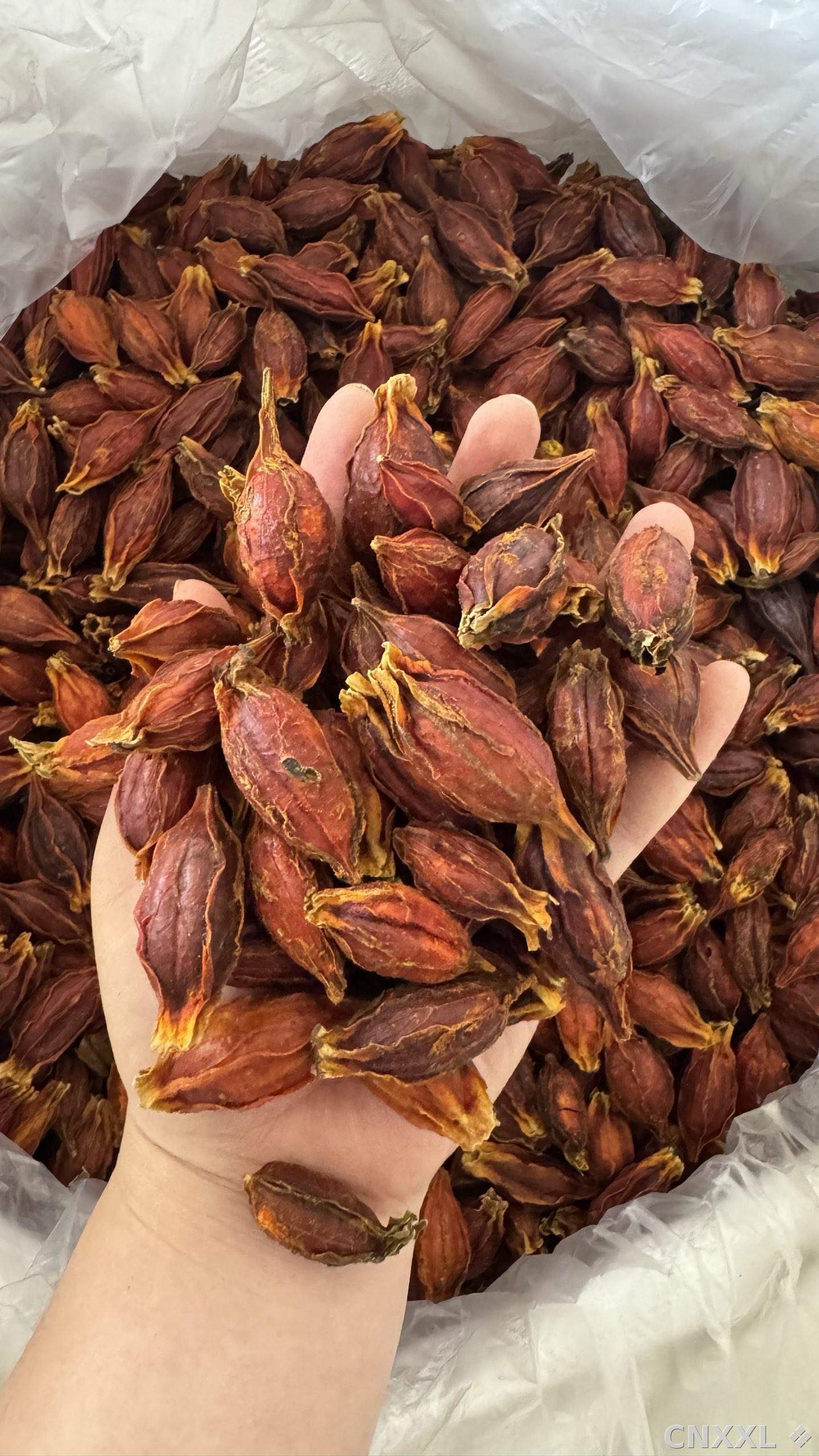 spice_2761_114887ce_1.jpg