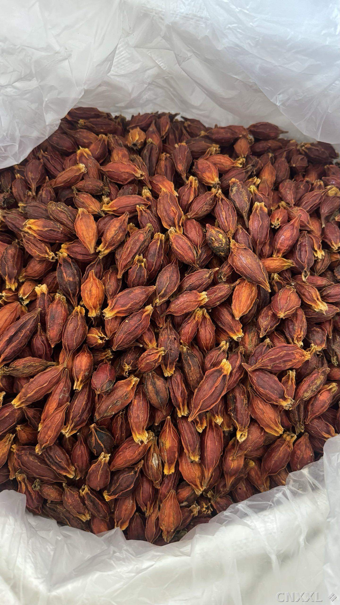 spice_2761_879959bd_2.jpg