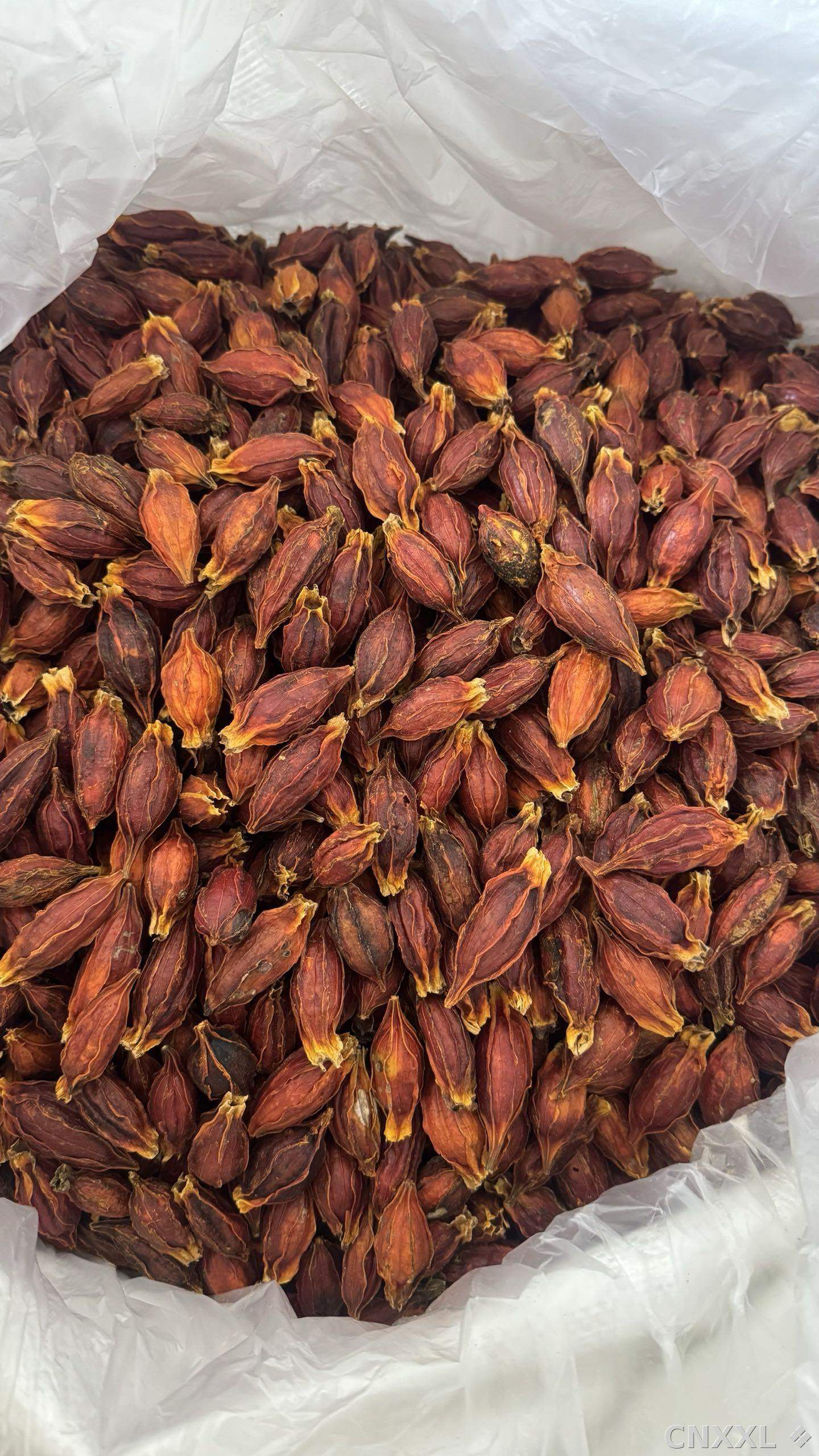 spice_2761_f29a76aa_3.jpg