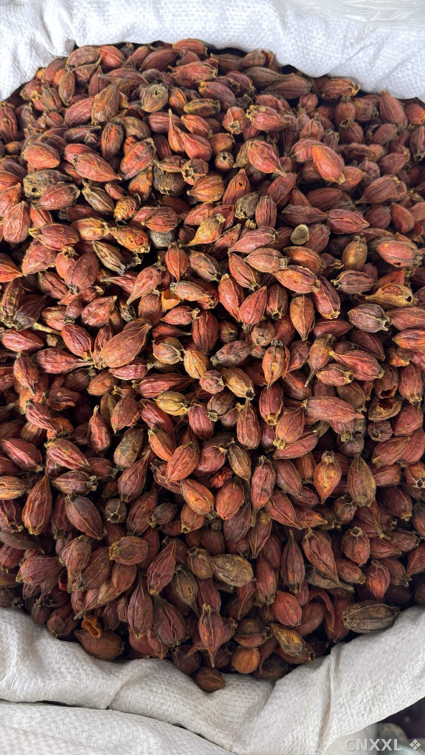 spice_2762_68b653b6_3.jpg