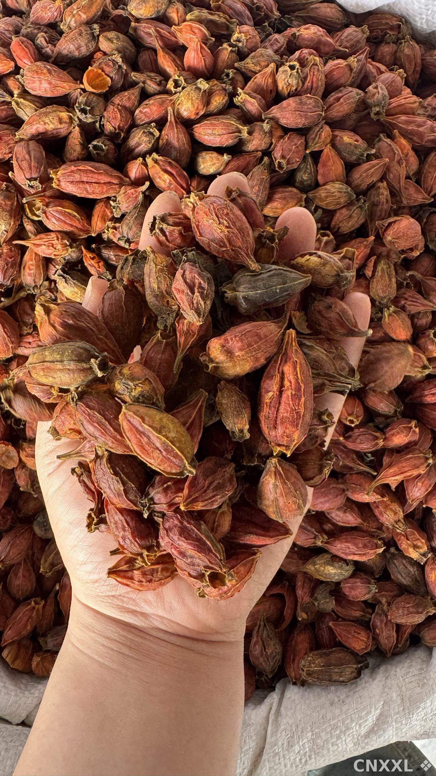 spice_2762_b272c41e_1.jpg