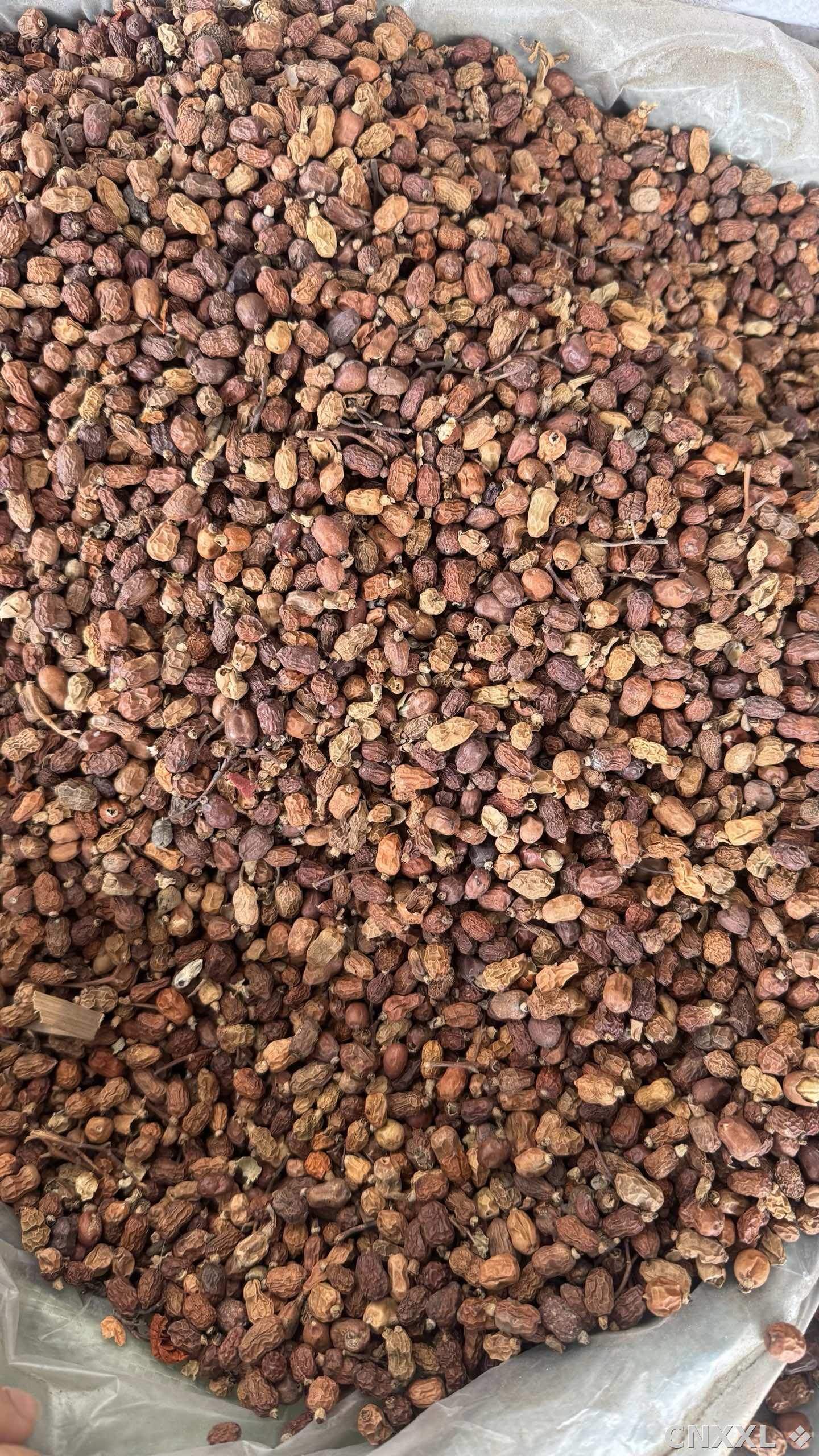 spice_2763_556fa3e8_3.jpg