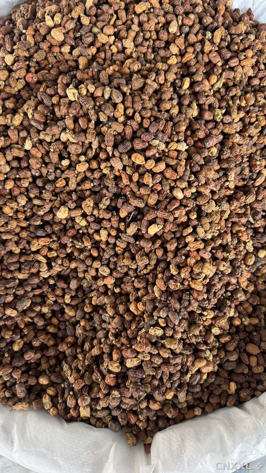 spice_2764_07f0b1fd_3.jpg