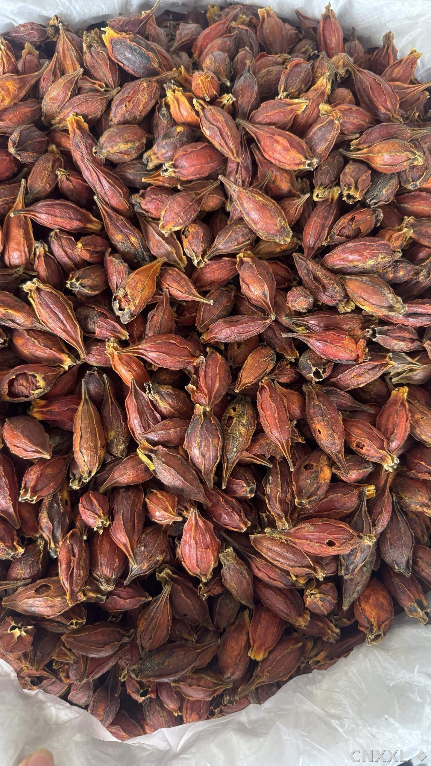 spice_2768_1ee6b7e9_3.jpg