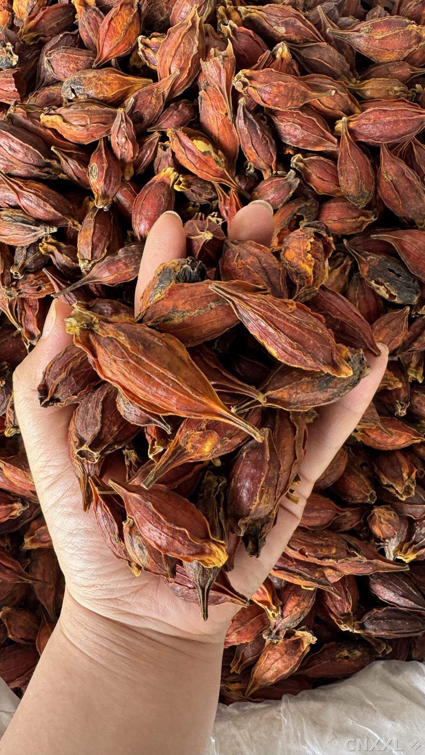spice_2768_f6b01764_1.jpg
