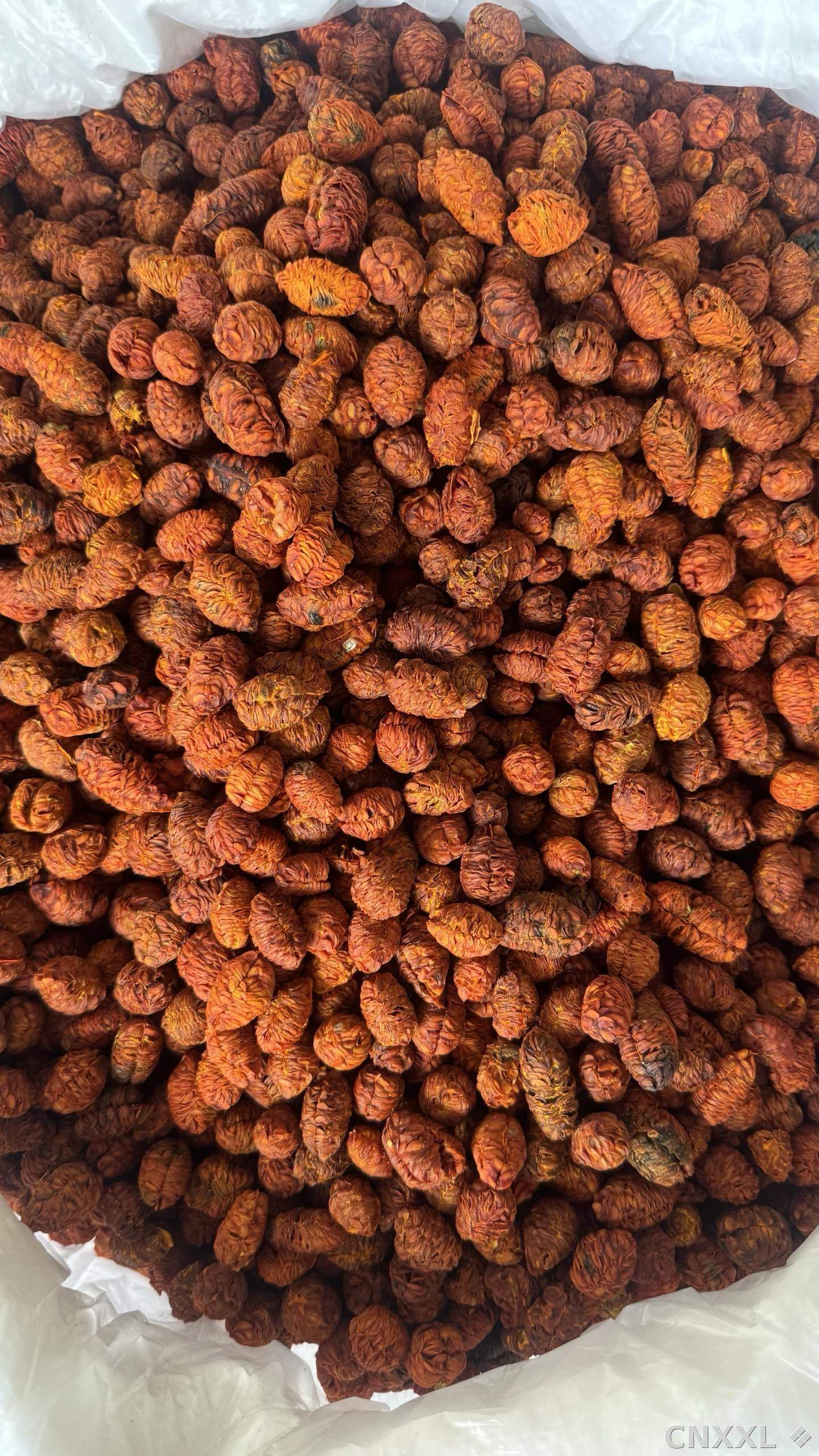 spice_2769_37250c8b_3.jpg