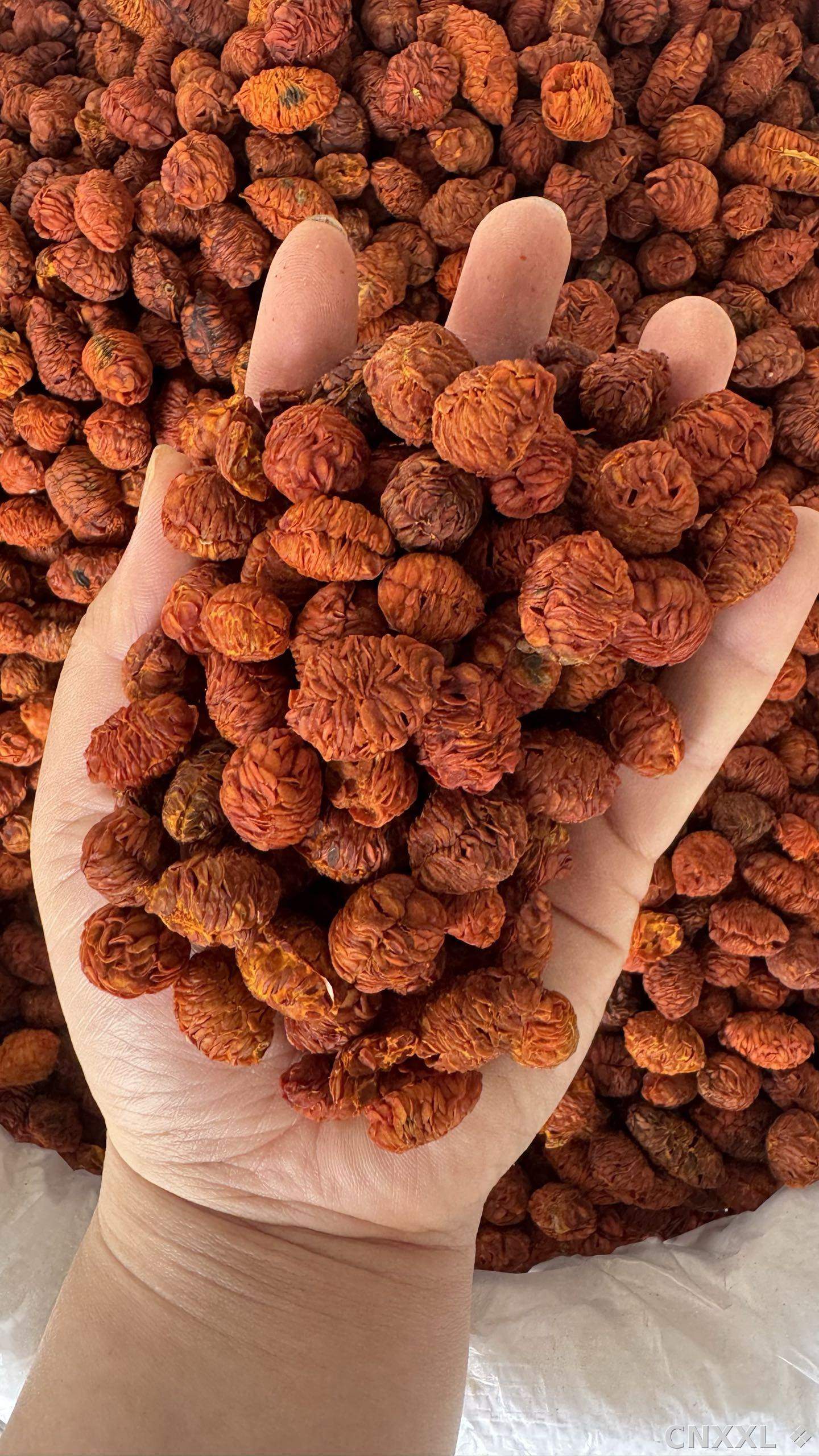 spice_2769_b2f47be7_2.jpg