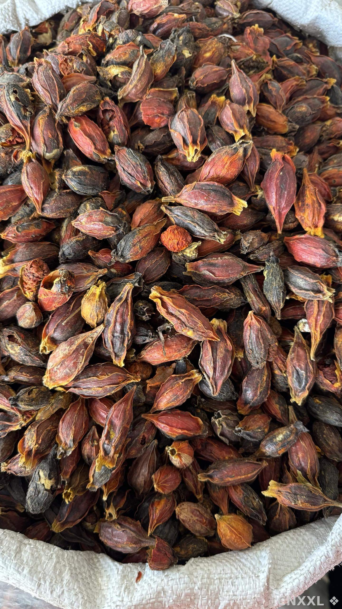 spice_2770_1c5df177_3.jpg