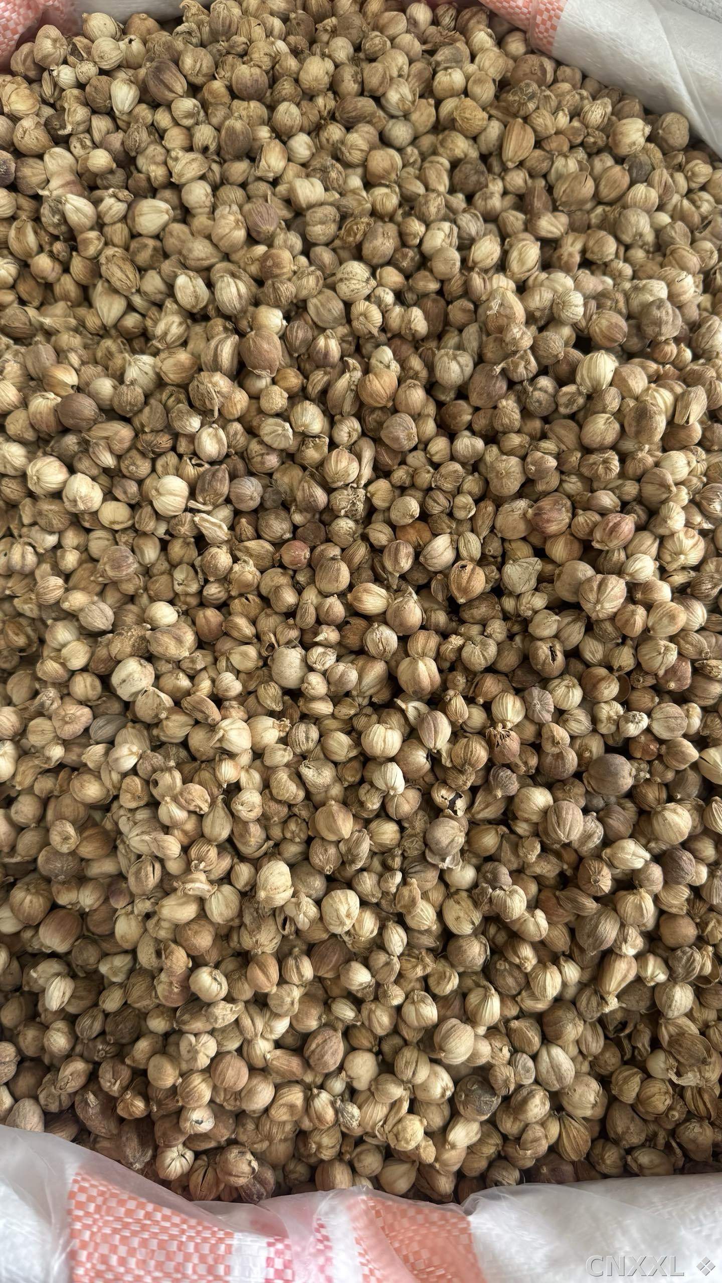 spice_2773_a1e2c6ca_3.jpg