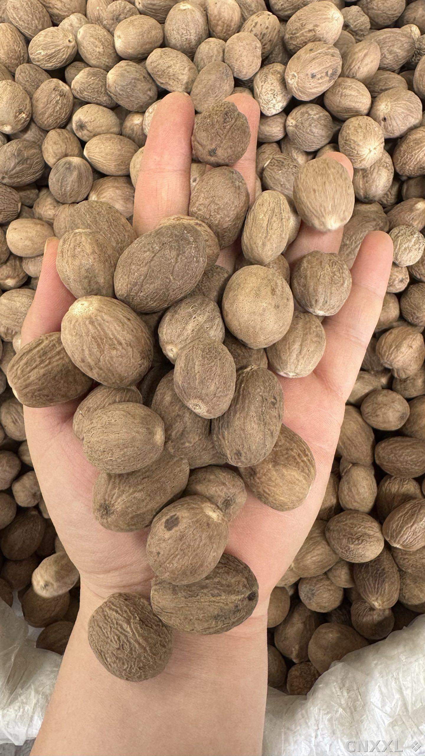 spice_2774_f838ee5e_1.jpg