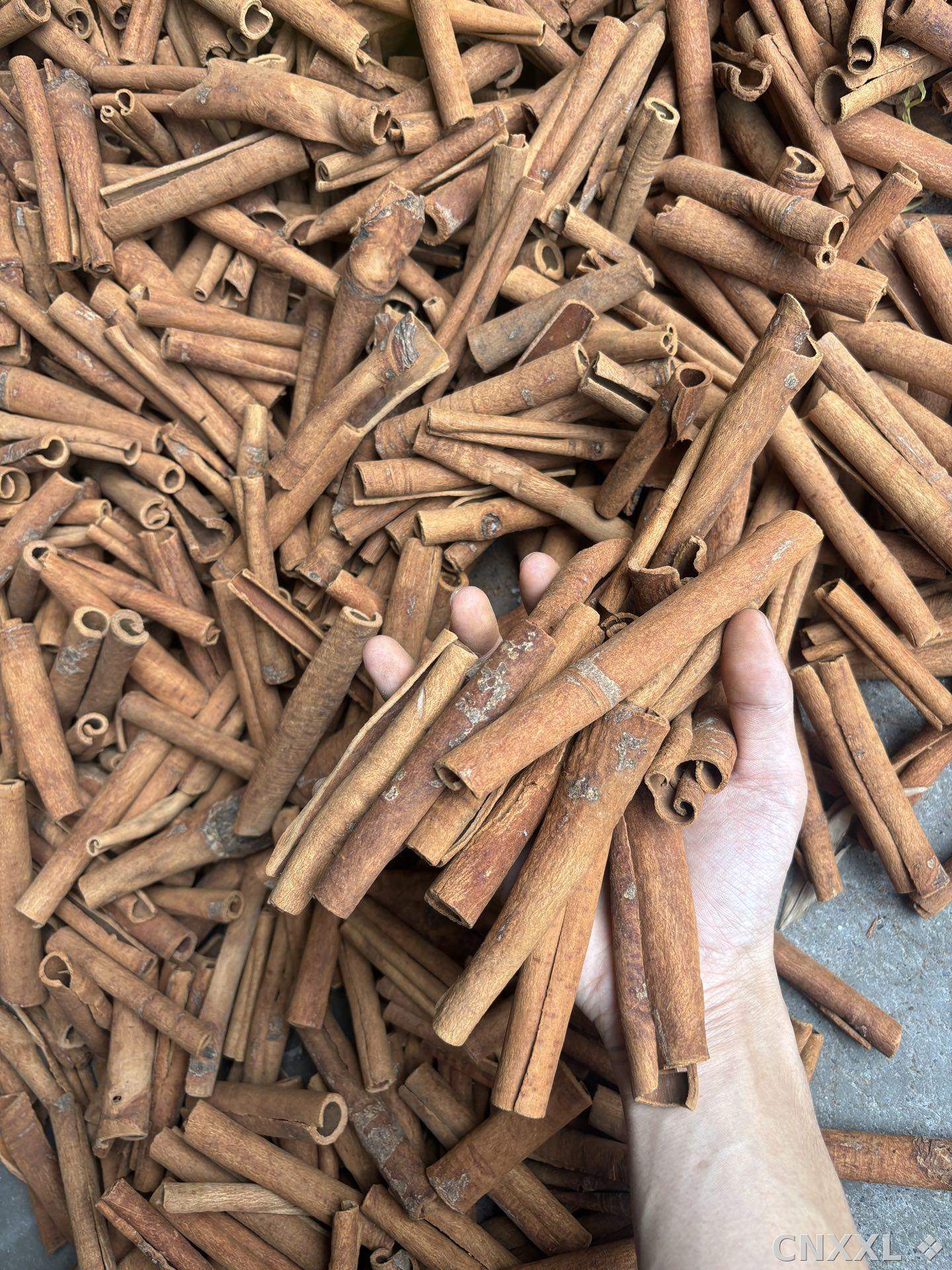 spice_2779_fba8b4aa_2.jpg