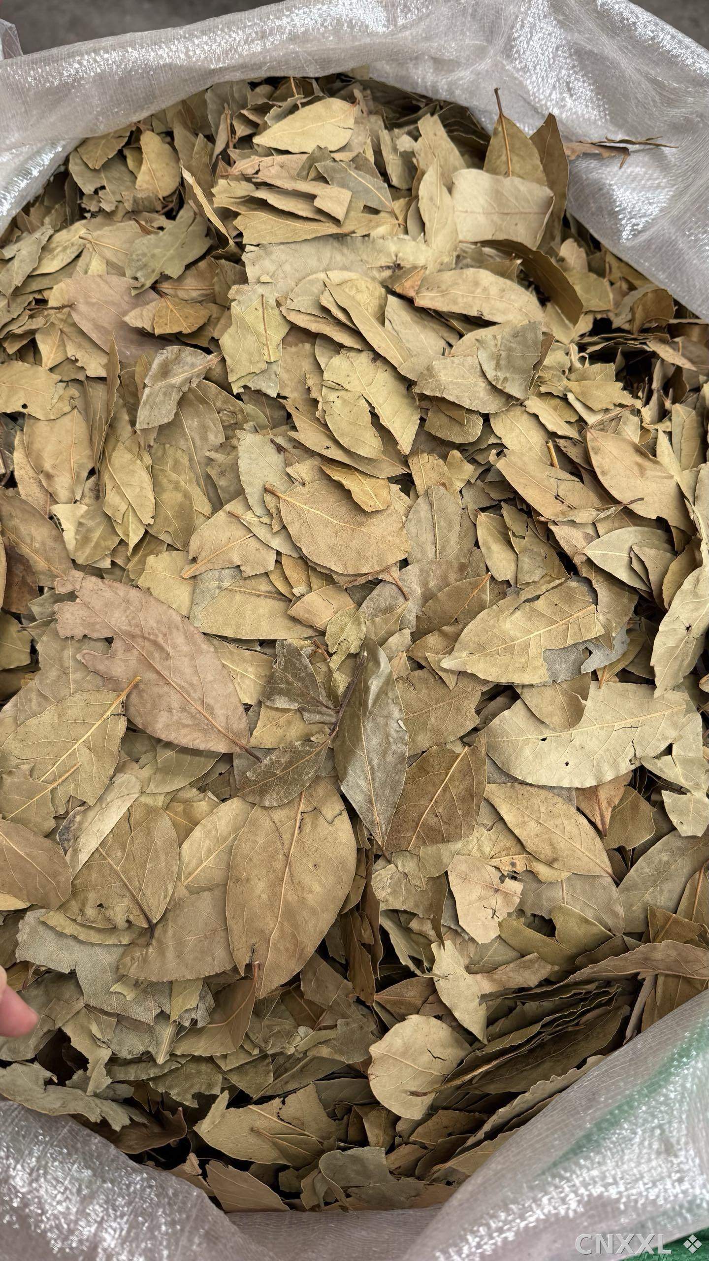 spice_337_f1e6f8f4_3.jpg