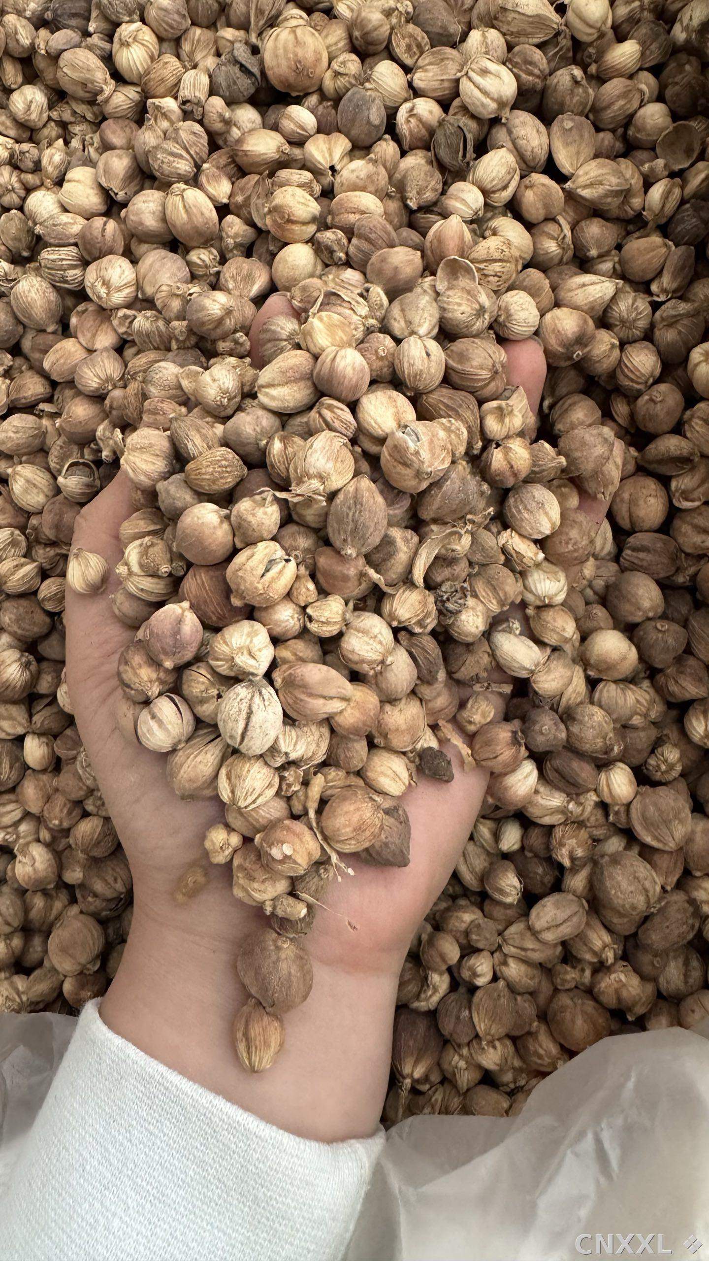 spice_338_2b6fe6e8_2.jpg