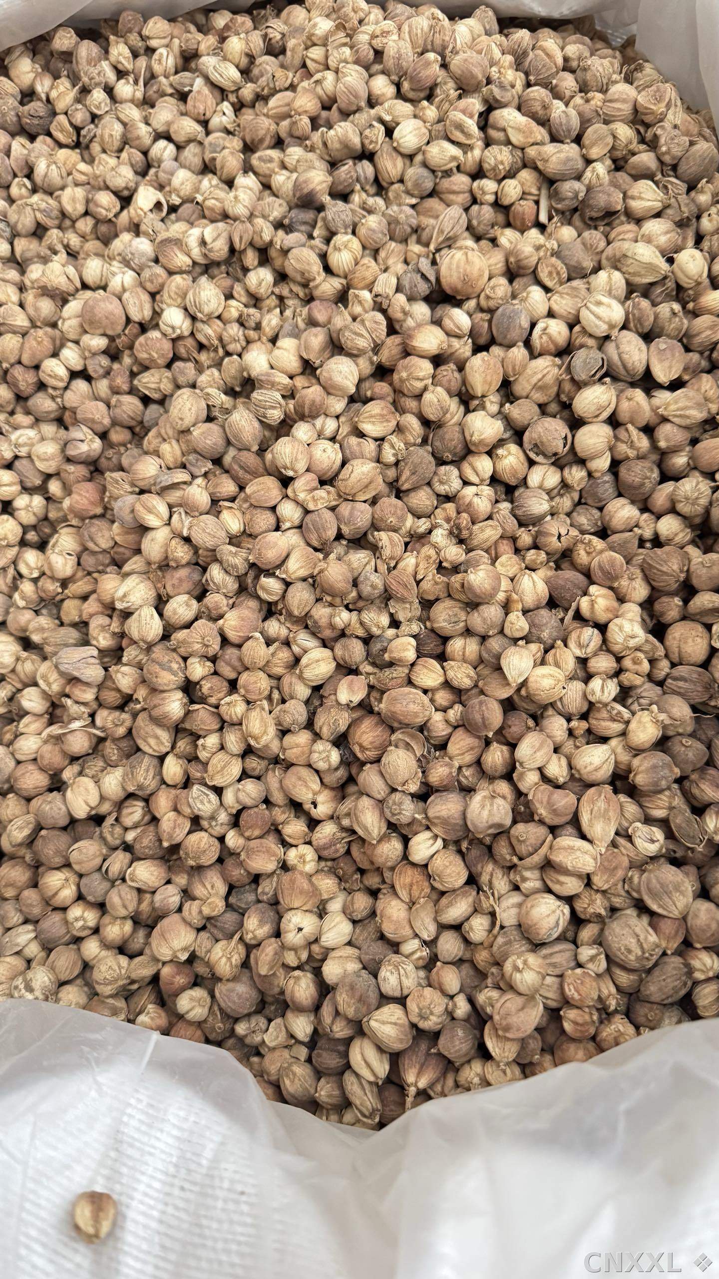 spice_338_b55da9fc_3.jpg