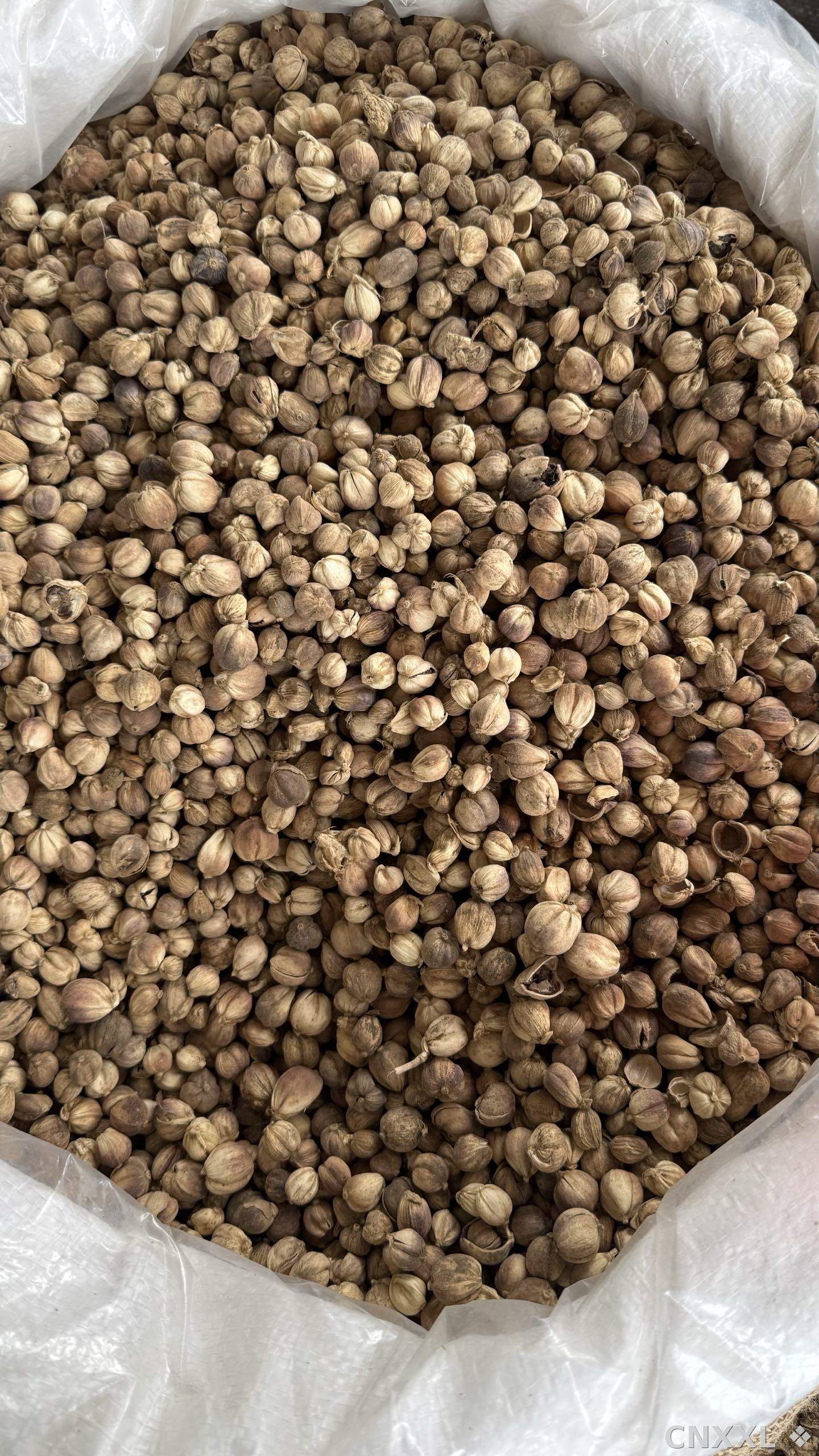 spice_33_0202d04d_3.jpg