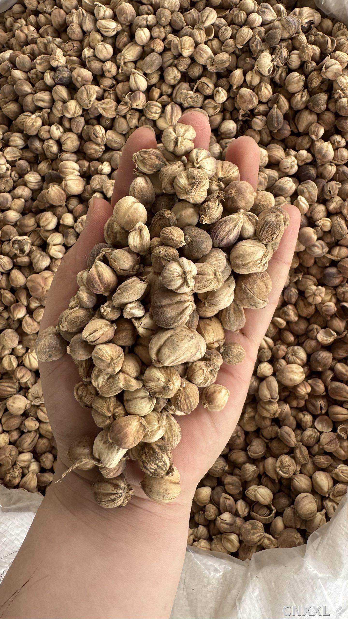 spice_33_2ac18c3a_2.jpg