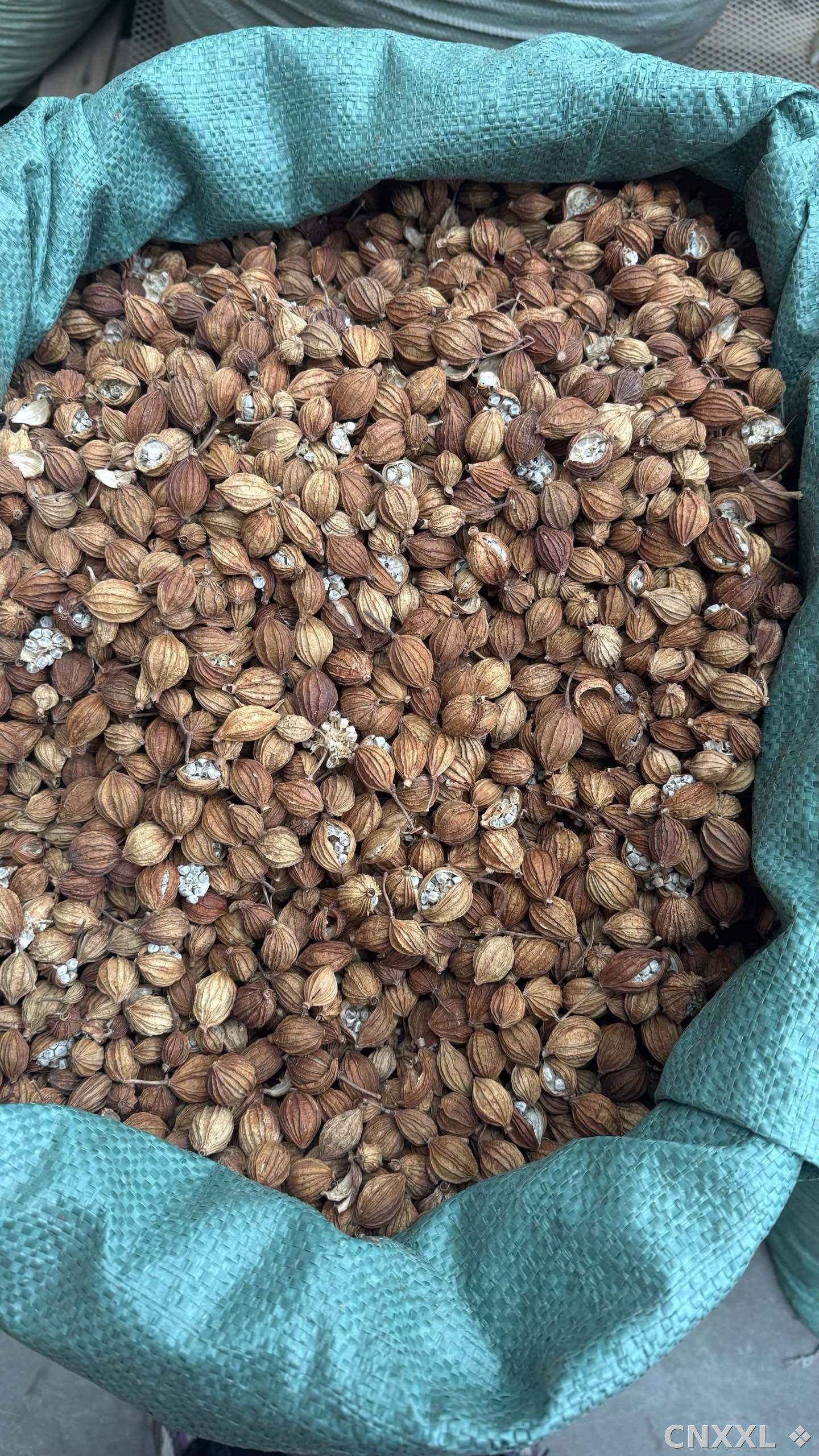 spice_347_4bfb4d90_3.jpg