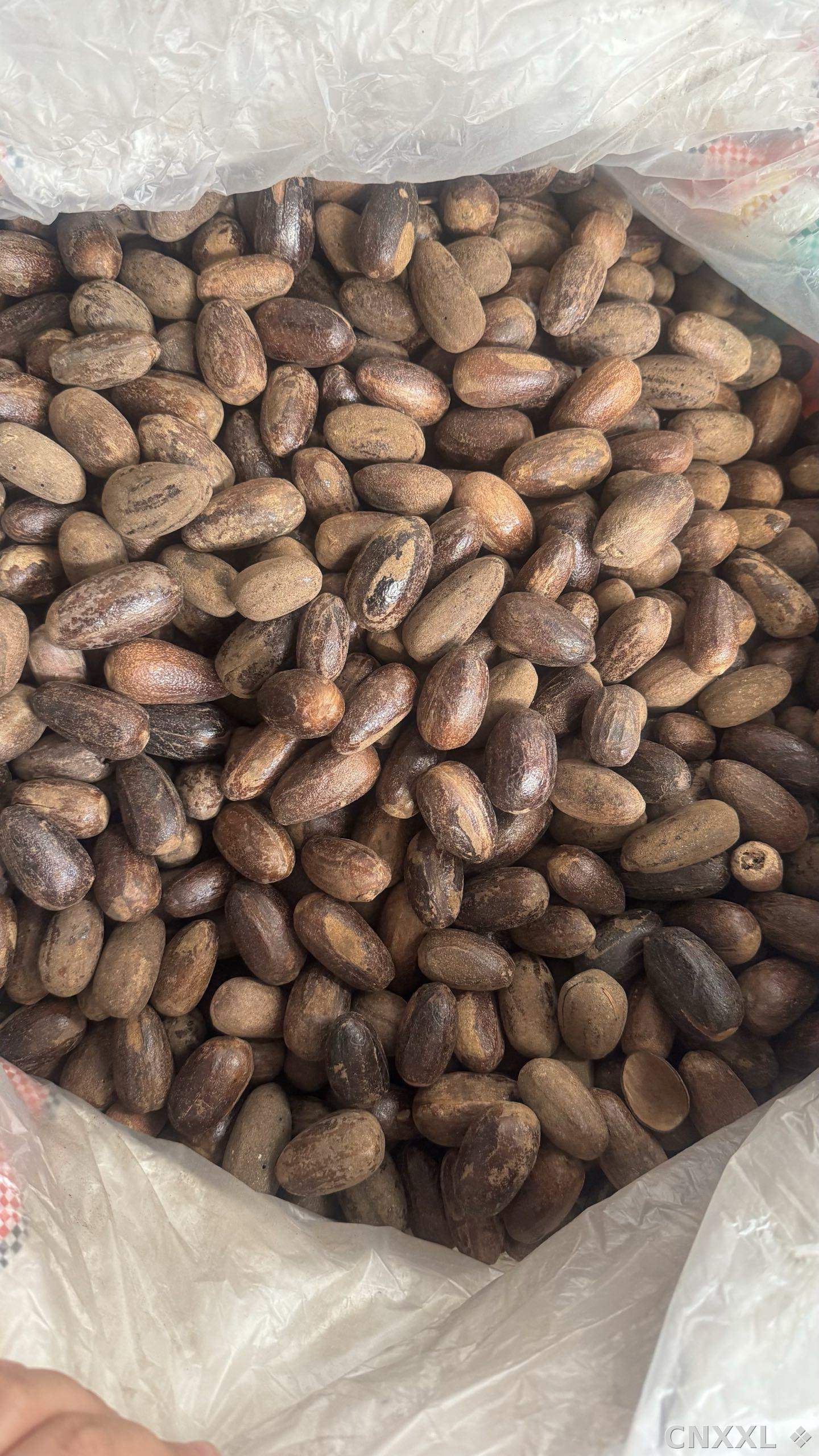 spice_348_82cd2dd4_3.jpg
