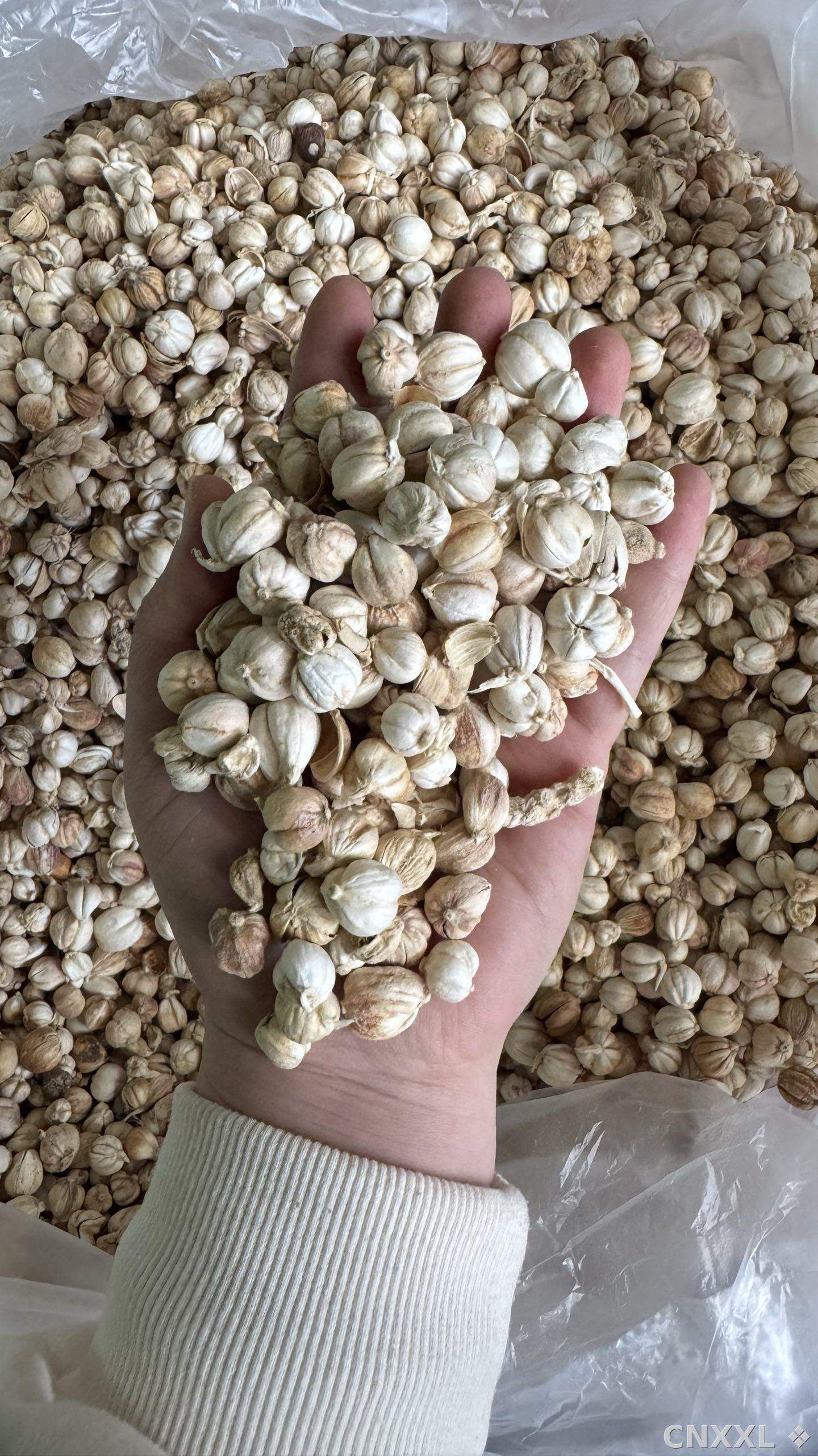 spice_349_1f0809cf_2.jpg