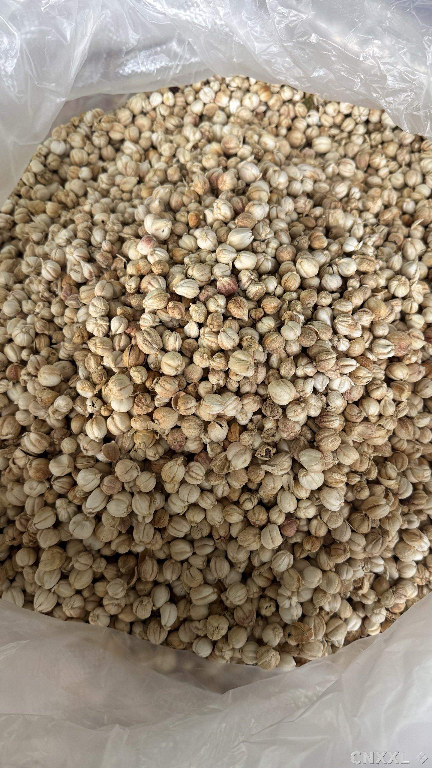 spice_349_e3f438e8_3.jpg