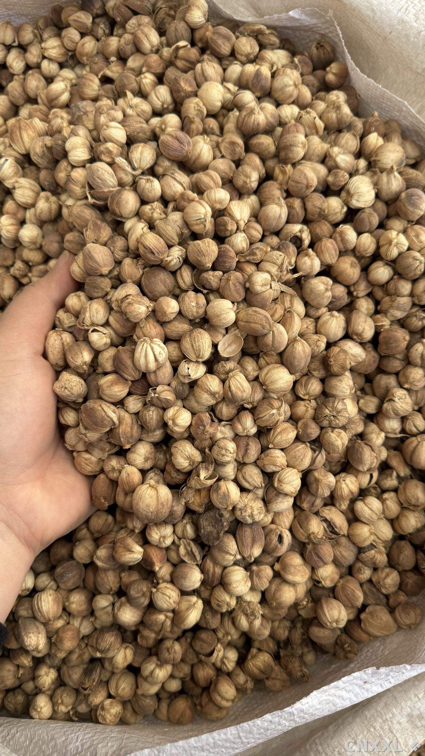 spice_356_3b995e3c_3.jpg