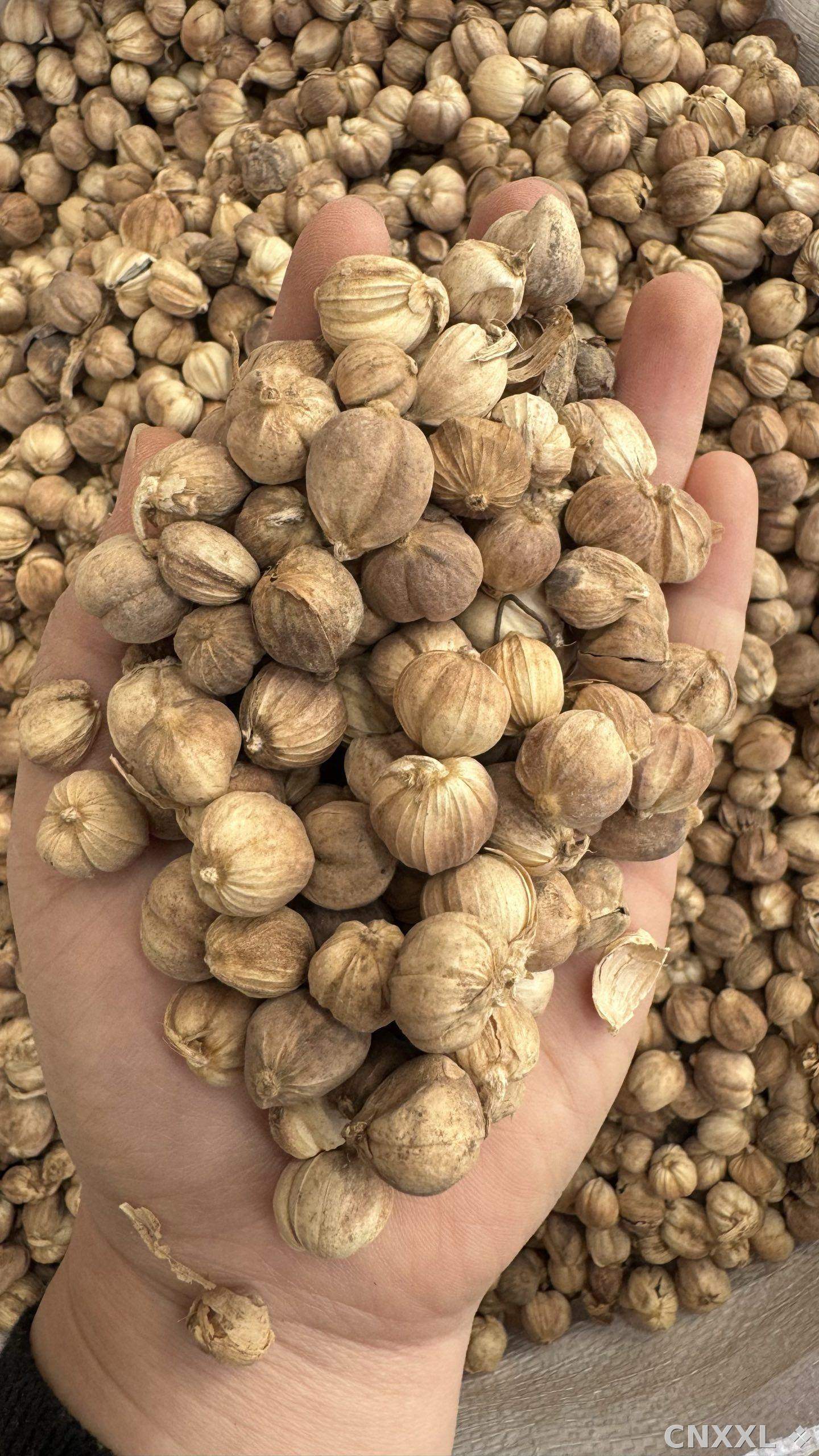 spice_356_a034b0ef_2.jpg
