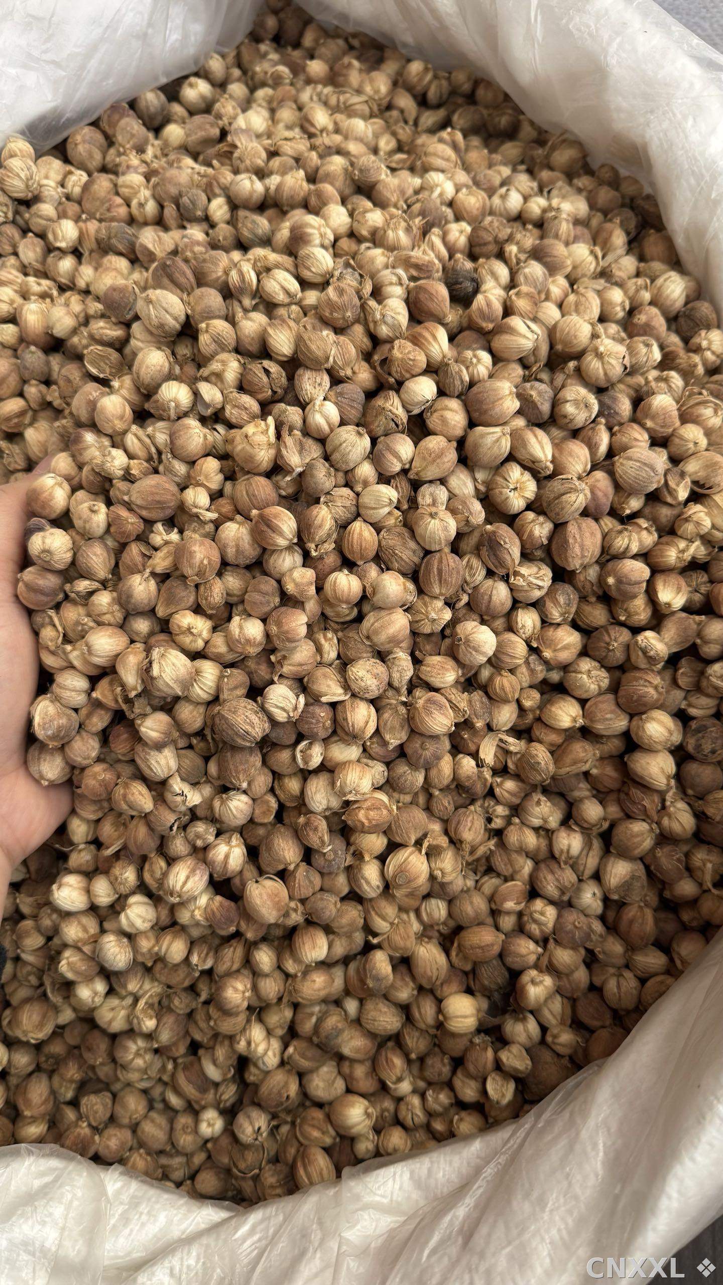 spice_357_0bbdc18b_3.jpg