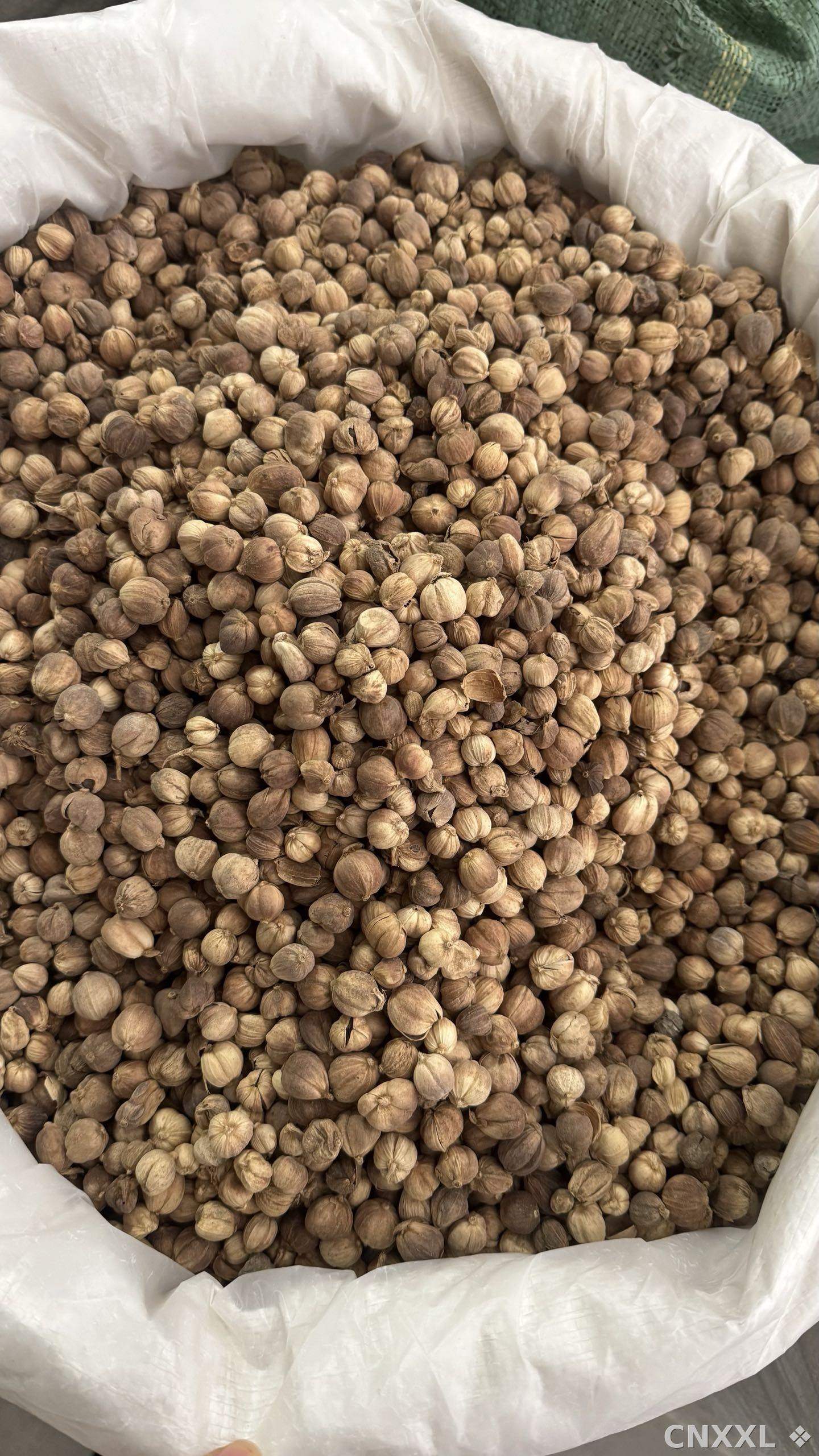 spice_359_6f049a87_2.jpg