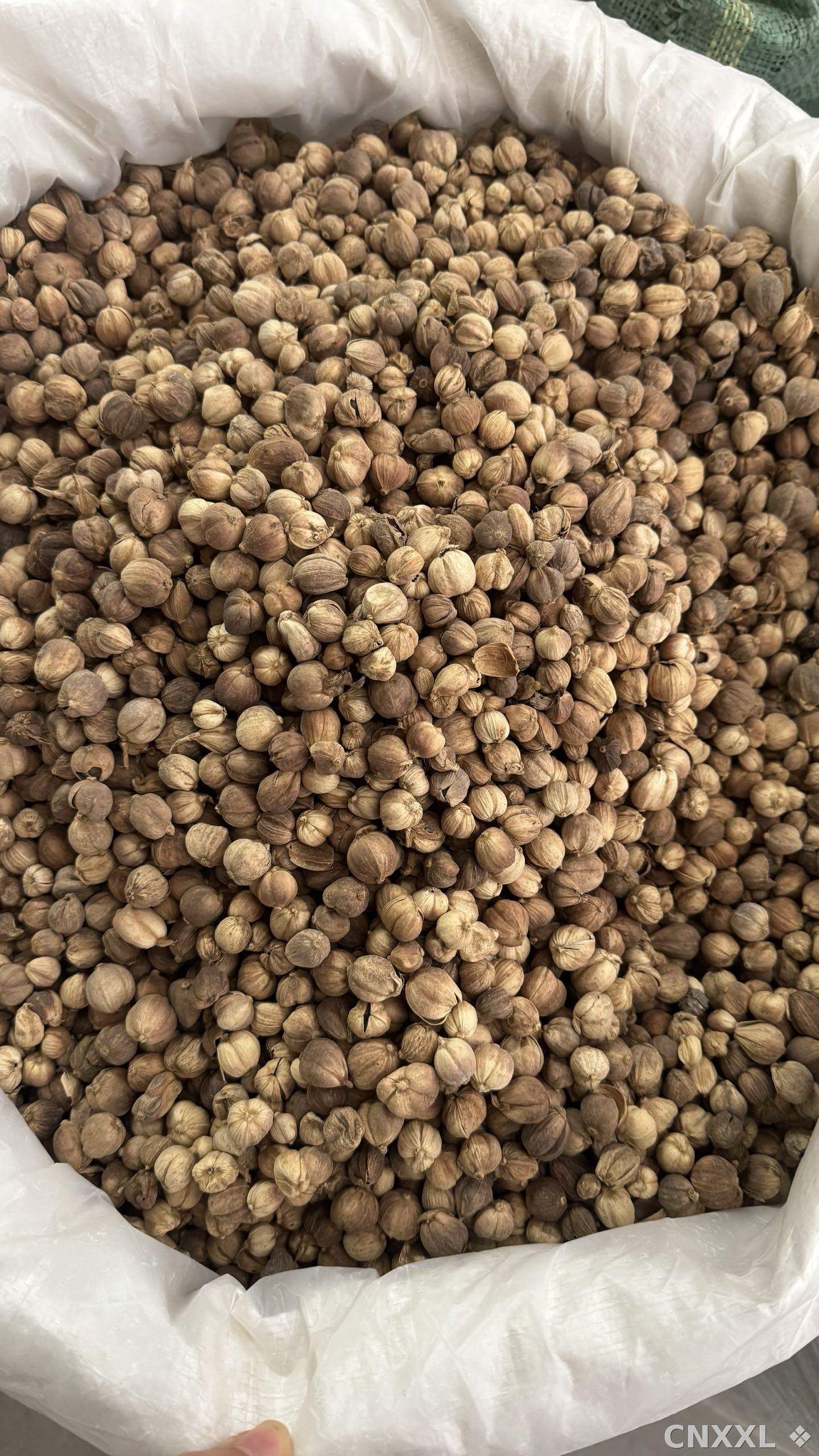 spice_359_87dc58b0_3.jpg