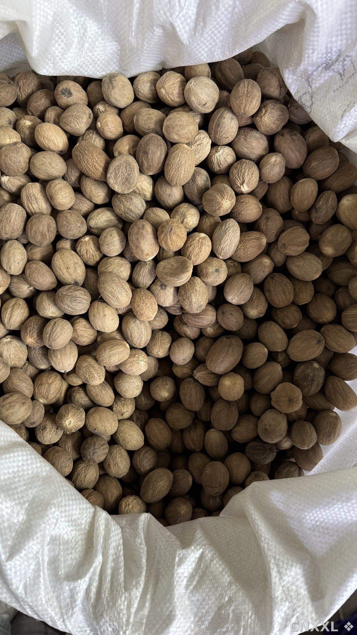 spice_367_5b7e5508_3.jpg
