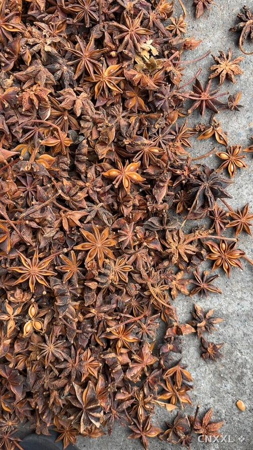 spice_465_b592609c_1.jpg