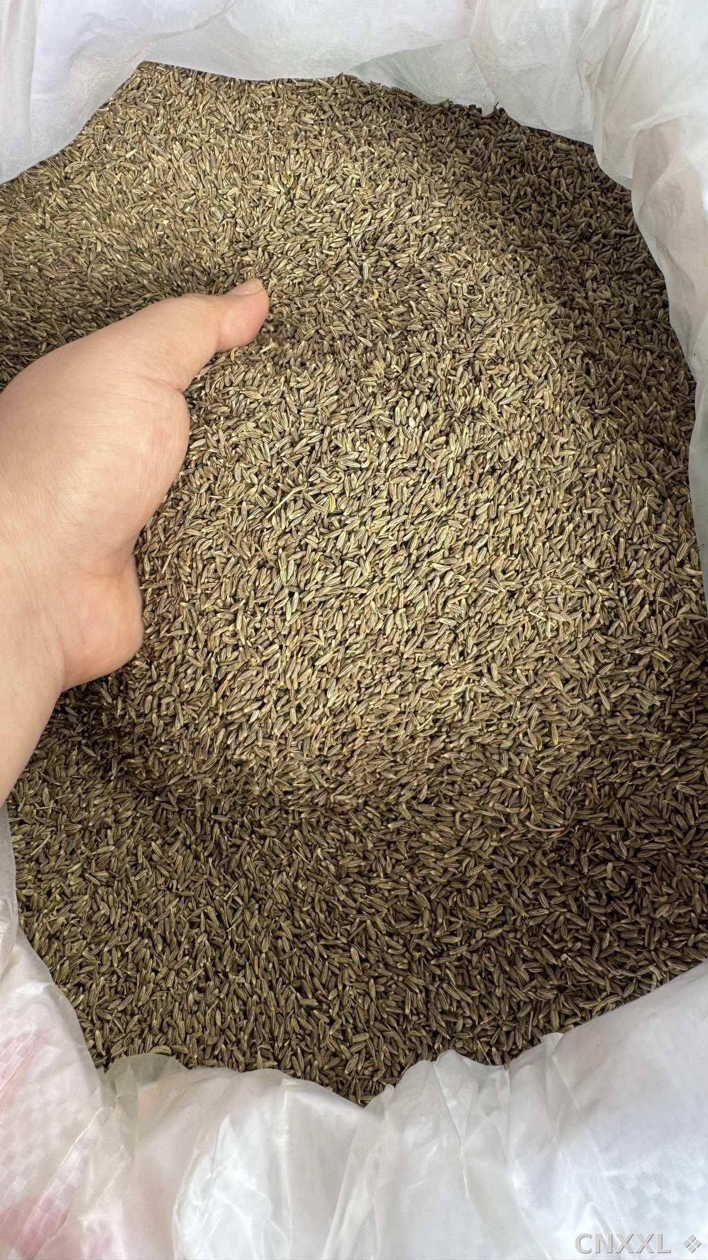 spice_51_76f3f02d_3.jpg