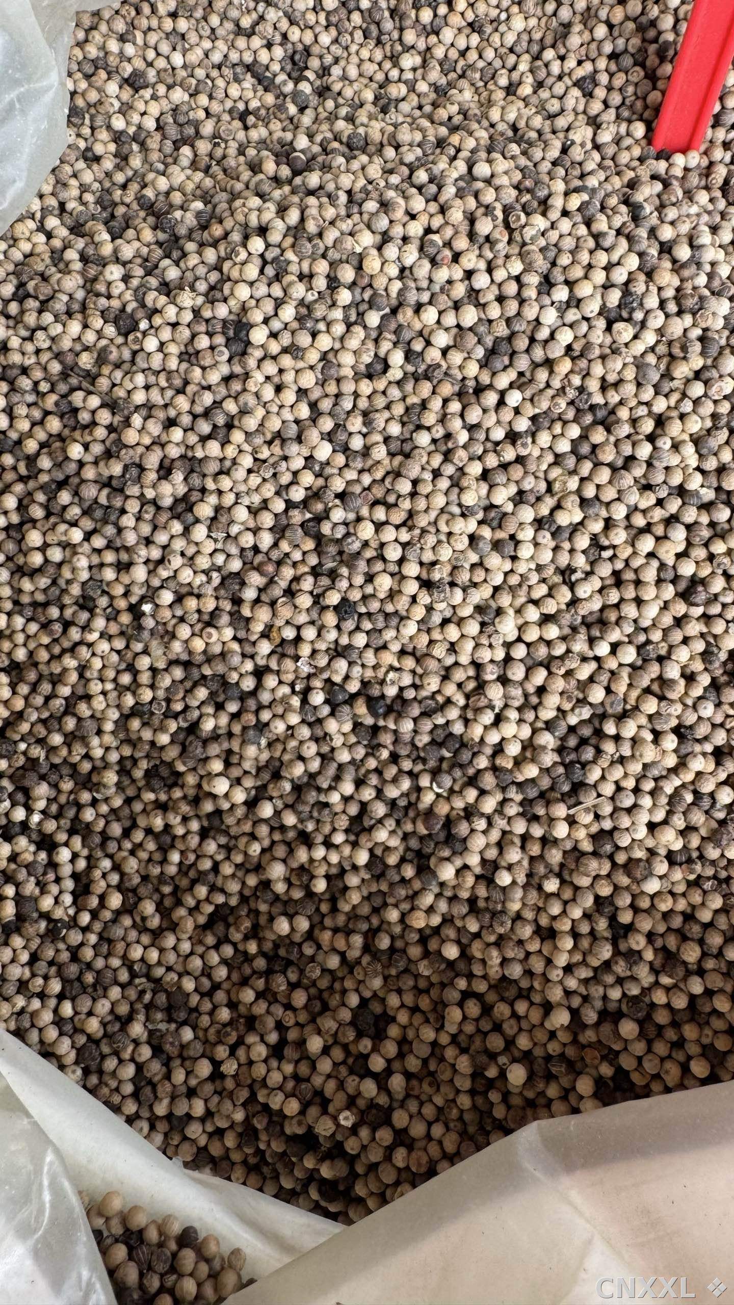 spice_52_686a0125_3.jpg