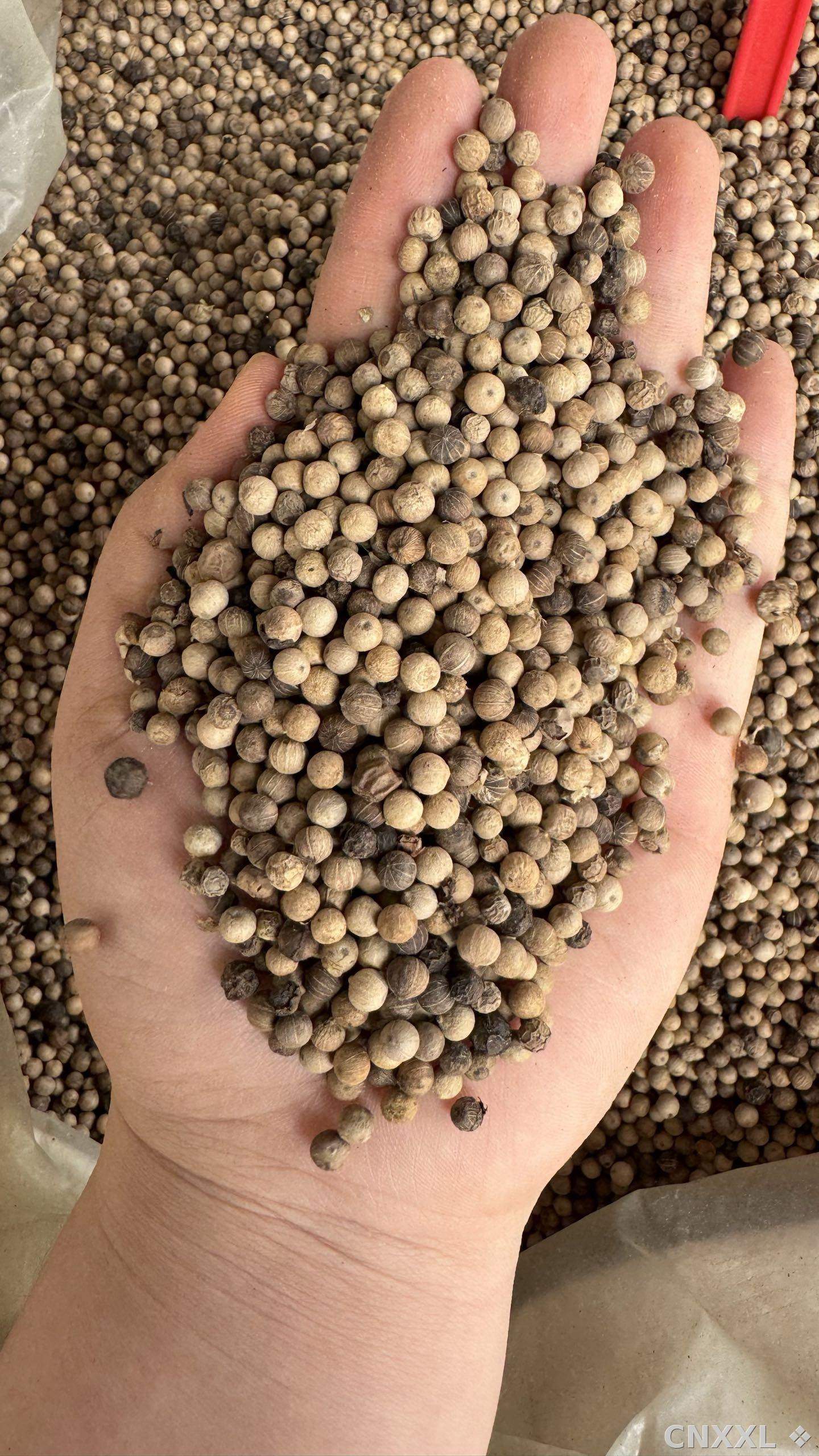spice_52_a36ecffd_1.jpg