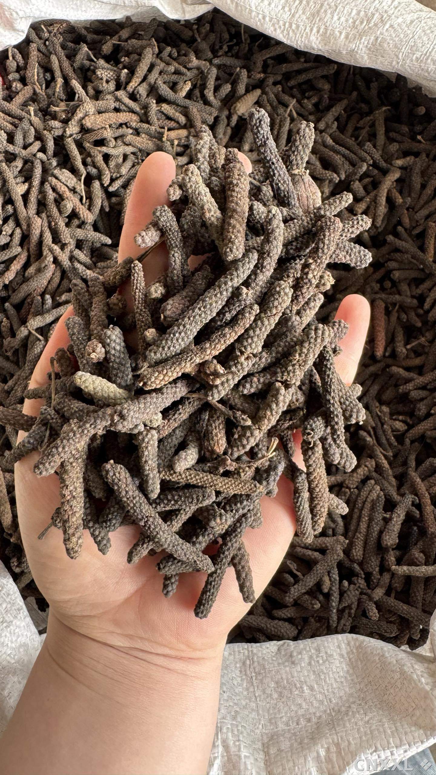 spice_53_a06eff75_1.jpg
